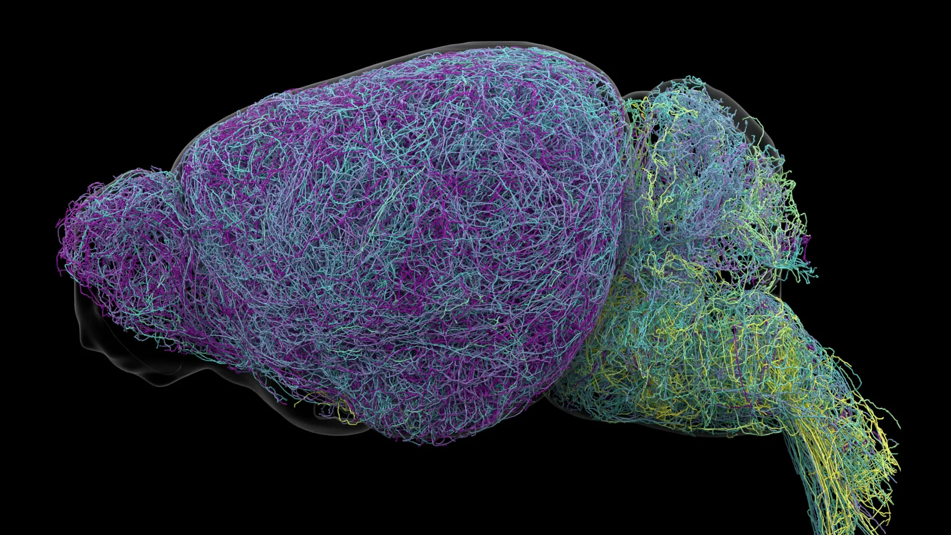 Hidden Messaging System Inside the Brain