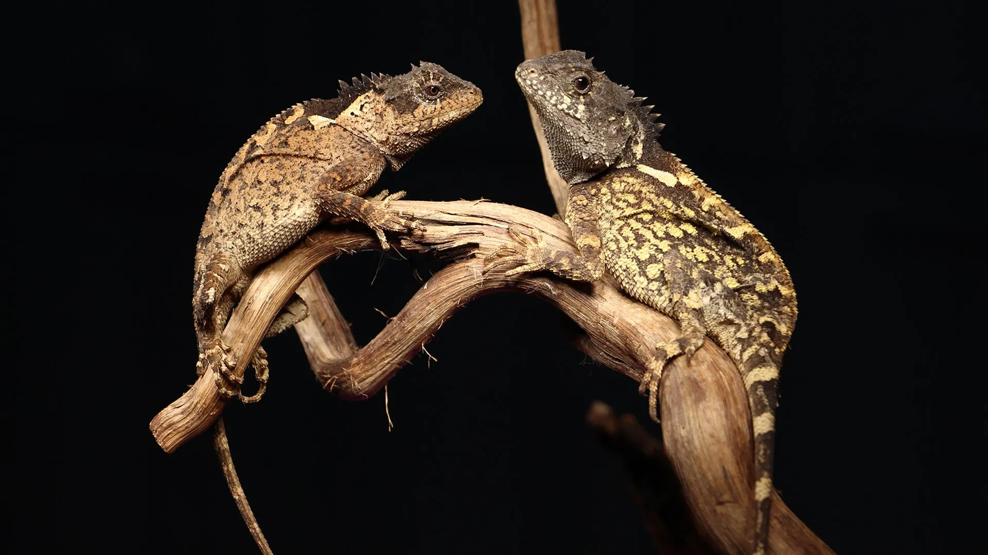 Tiny New “Dragon” Discovered in Thailand