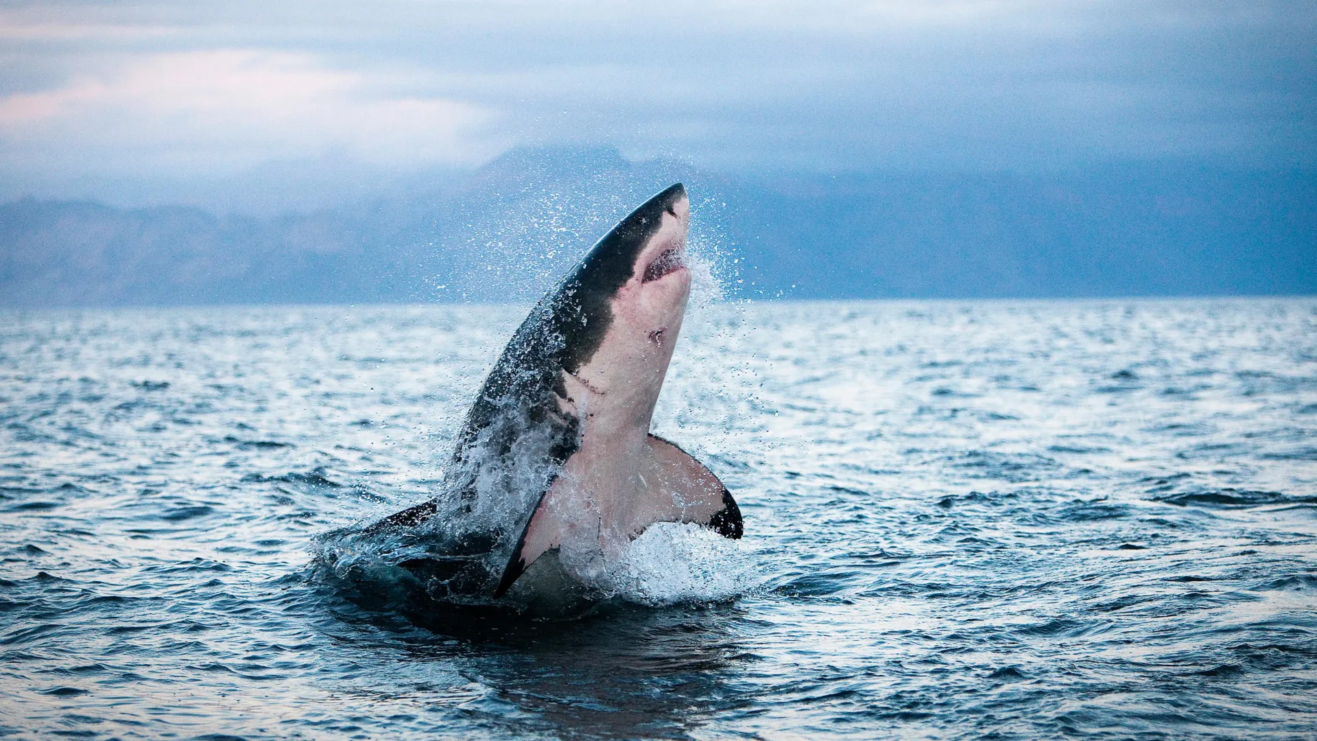 Sharks Are Overheating in Warming Seas