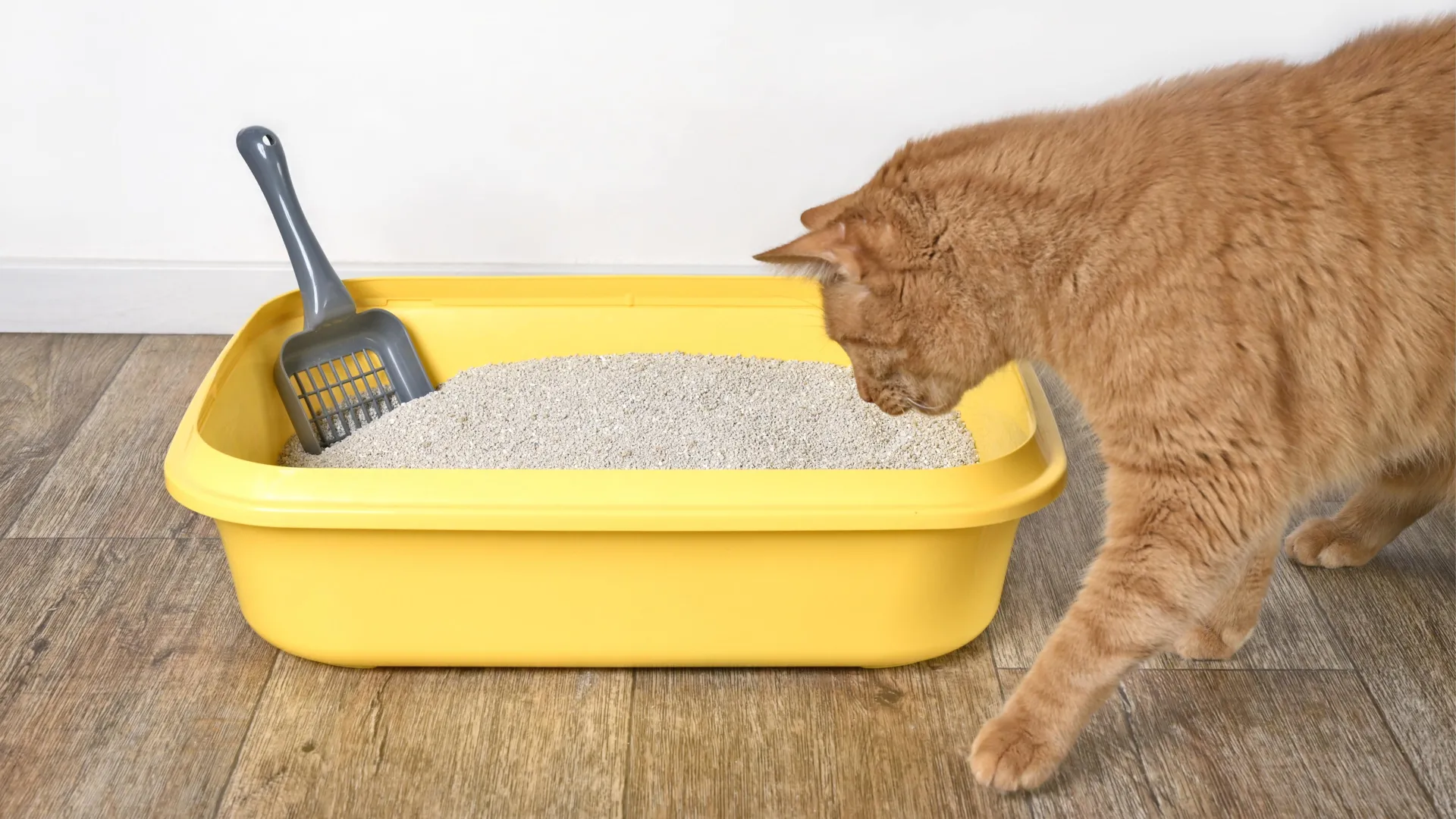 A Hidden “ID Card” in Cat Urine