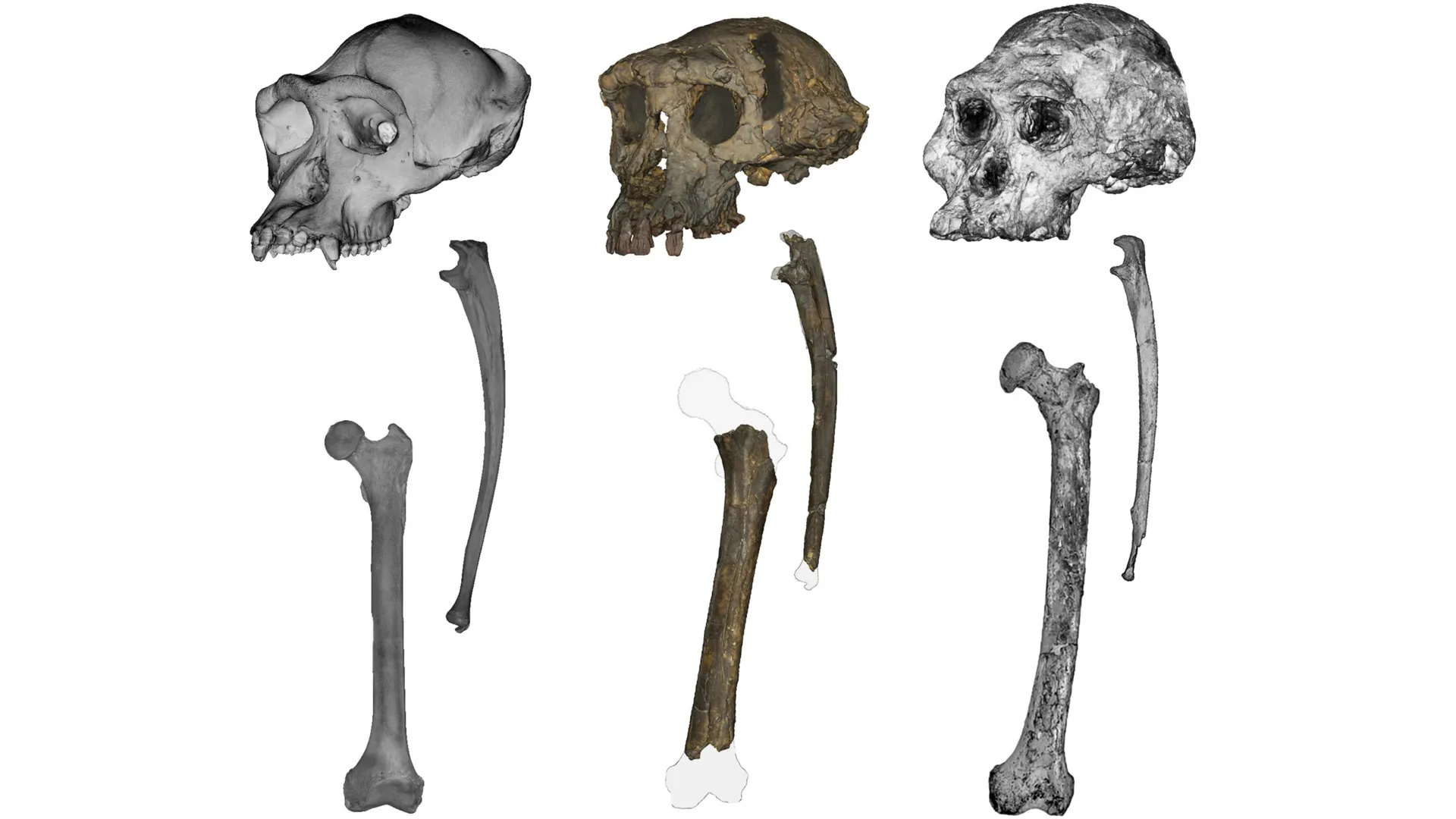 An Ancient Fossil Changes Human Origins