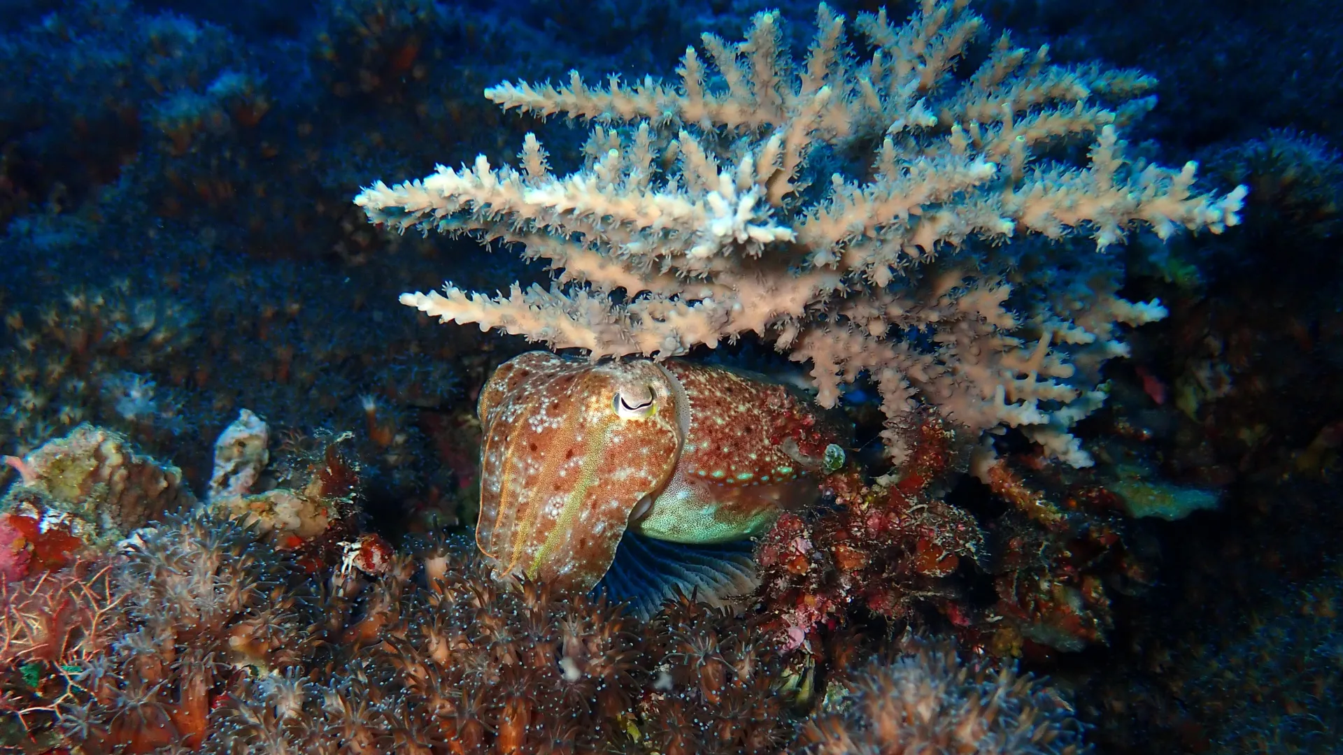 How Squid Survived Earth’s Biggest Extinction