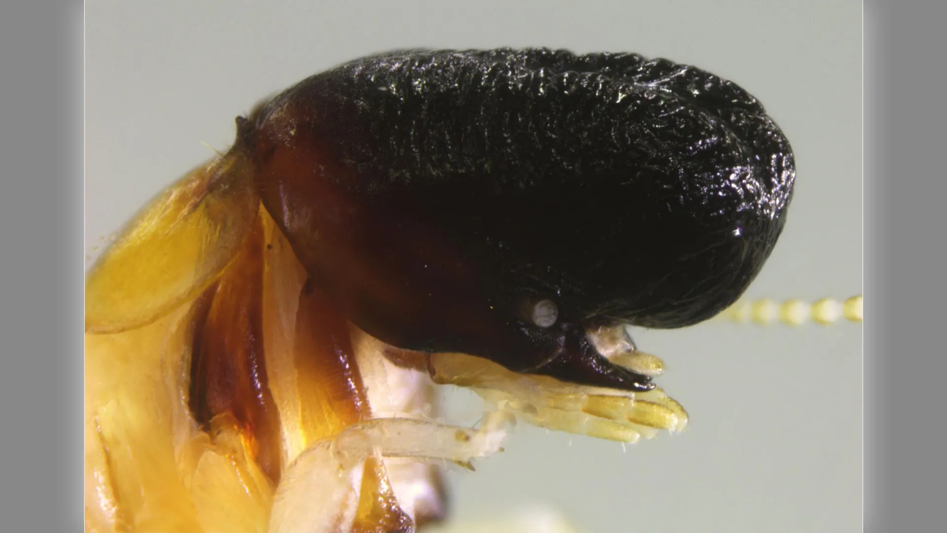 Strange Termite Shocks Scientists