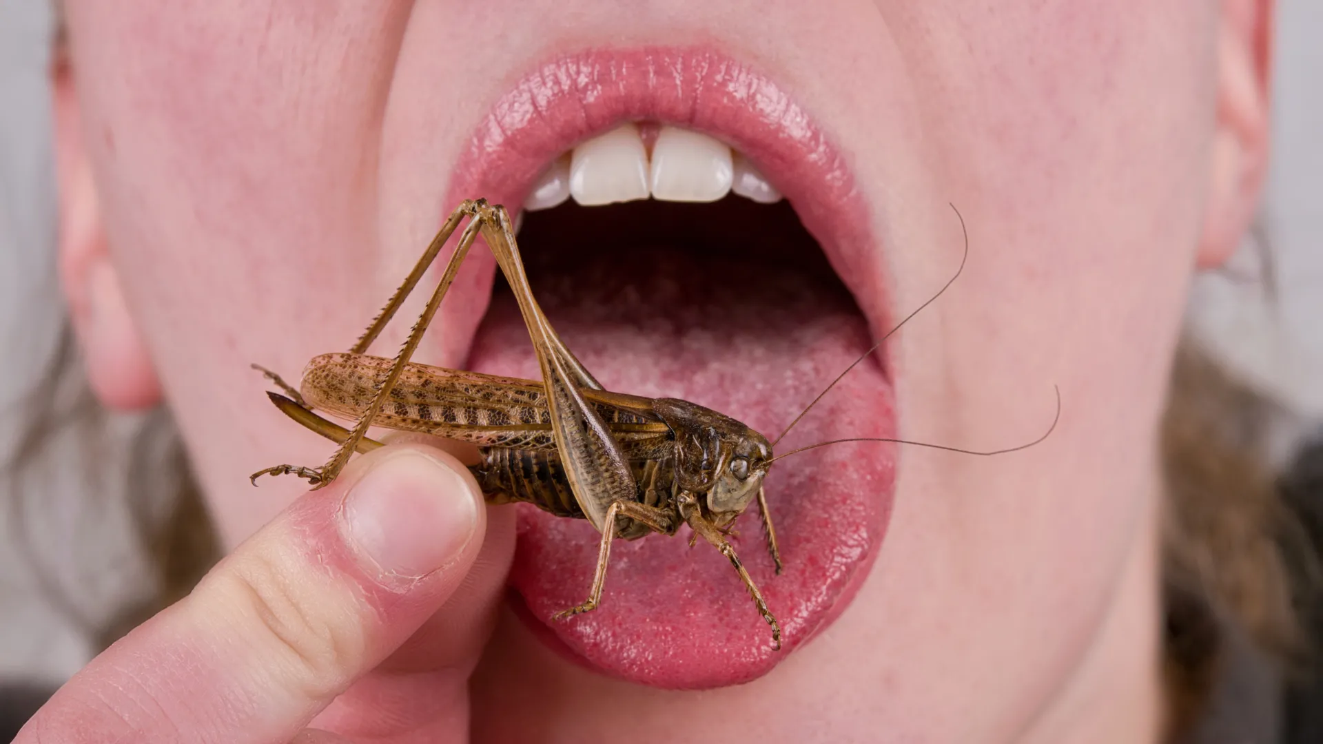 Why You Hate Eating Bugs
