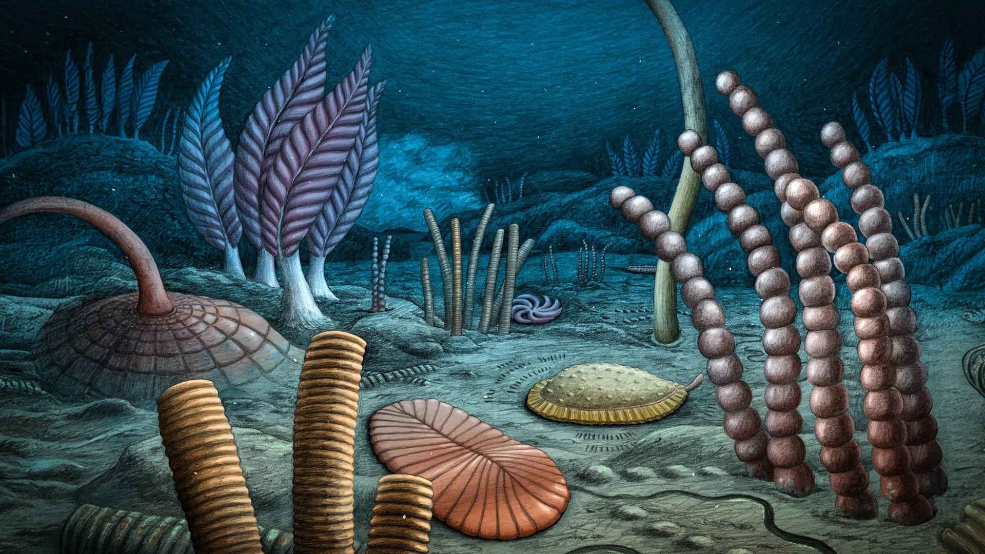 567-Million-Year-Old Fossils Rewrite Life