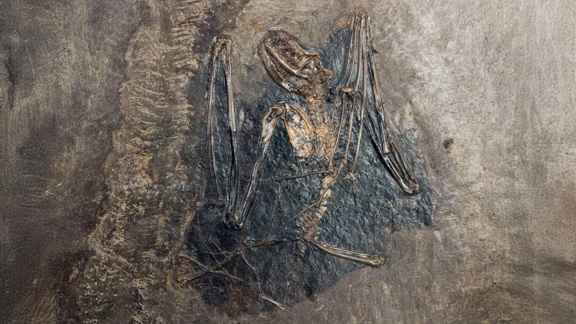 Scientists Rewrite the Origin of Bats