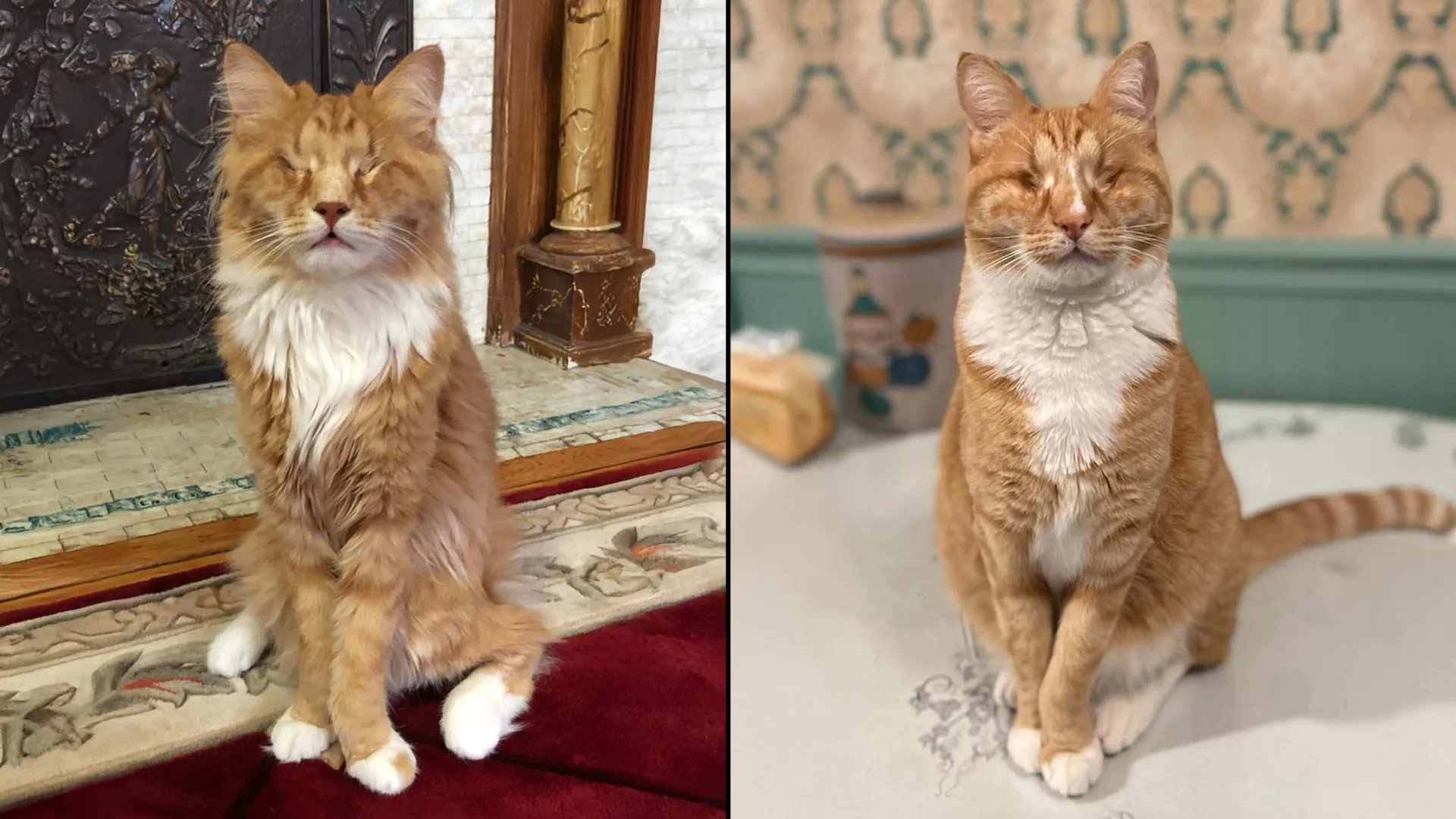 Two Long-Legged Cats Reveal a Genetic Secret