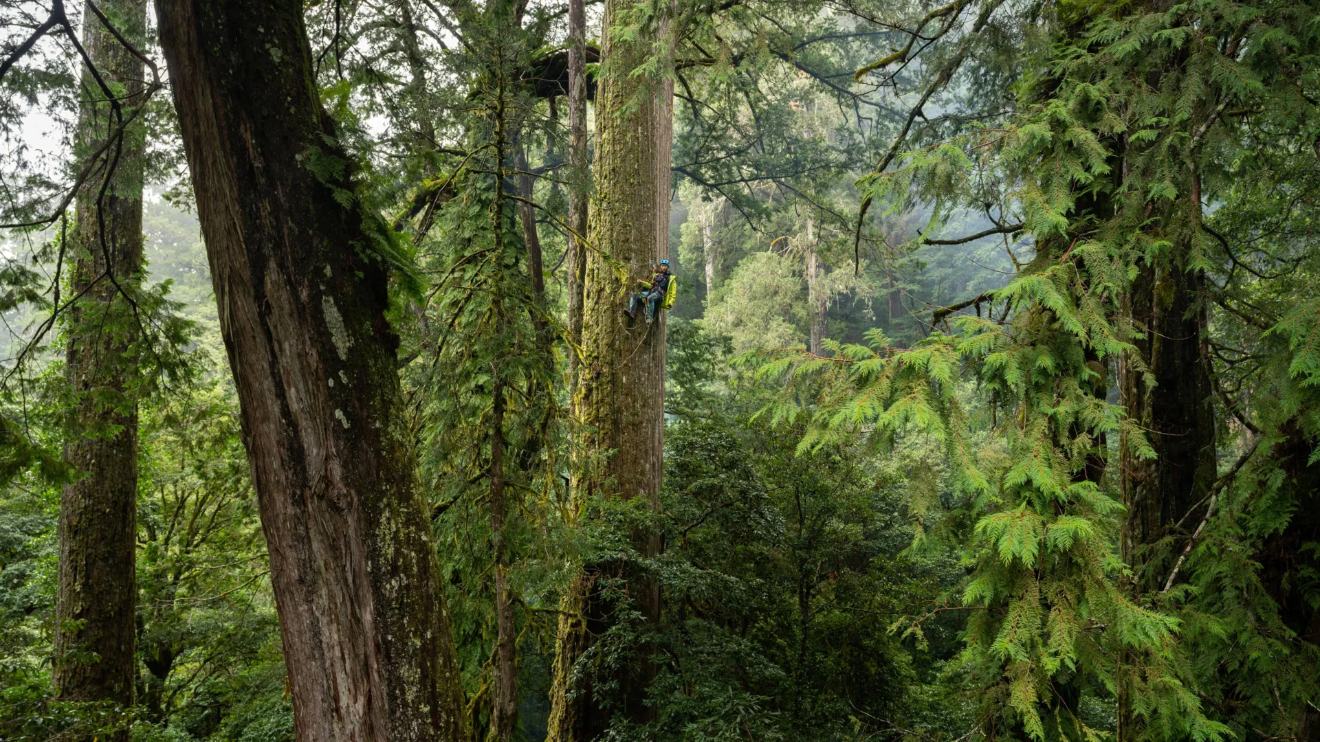 East Asia’s Tallest Tree Found