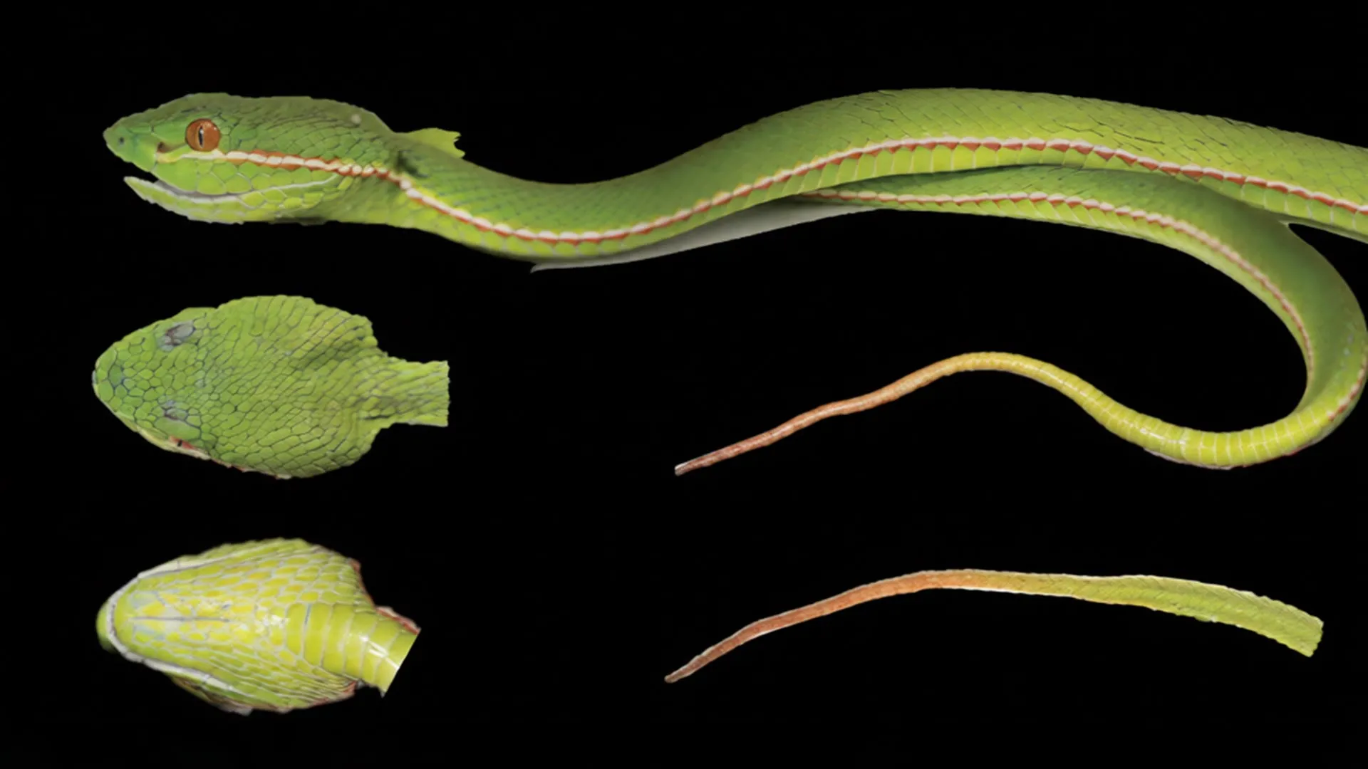 New Green Pitviper Found in China