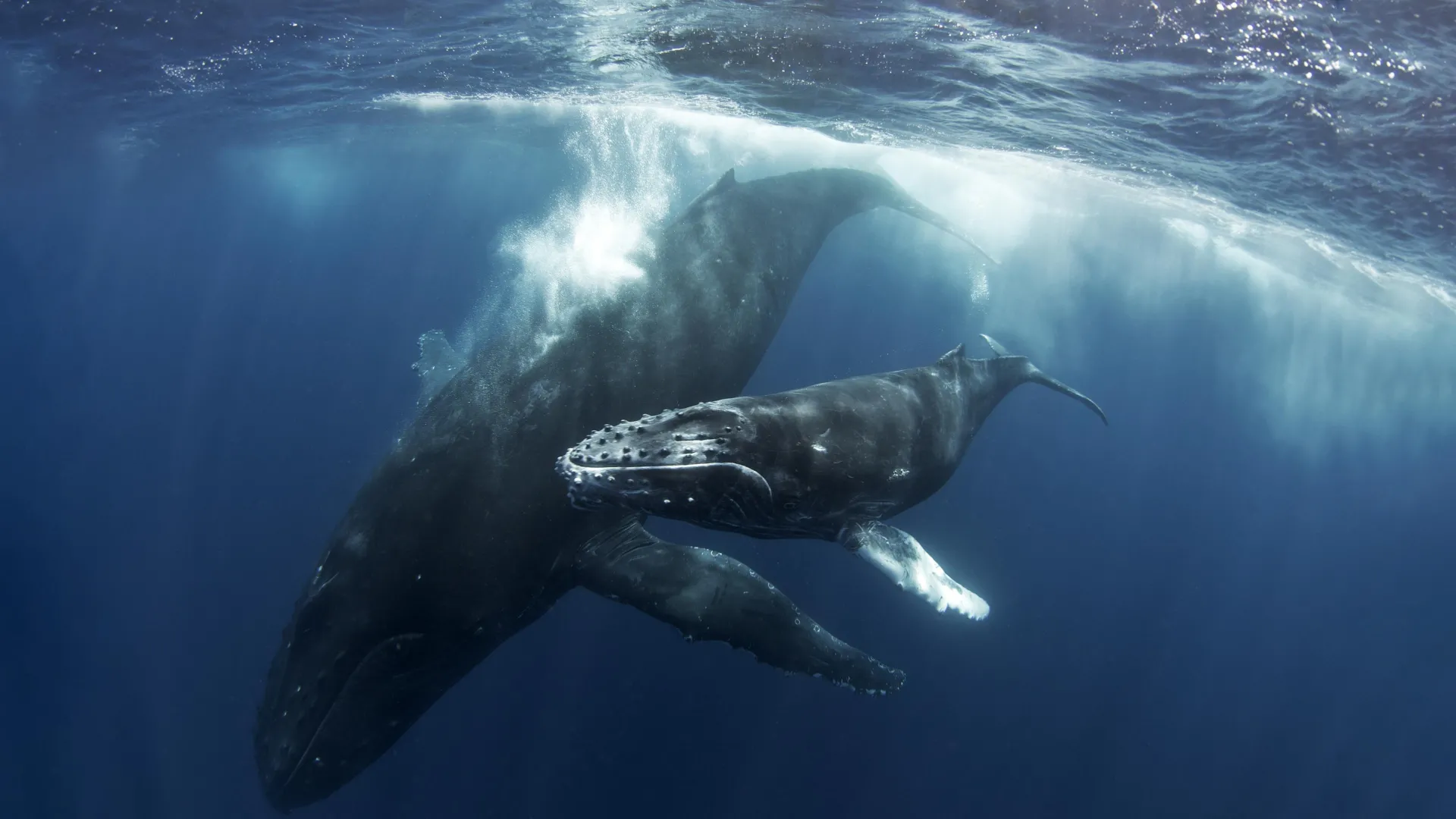 Humpback Whale May Grieve Dead Calf