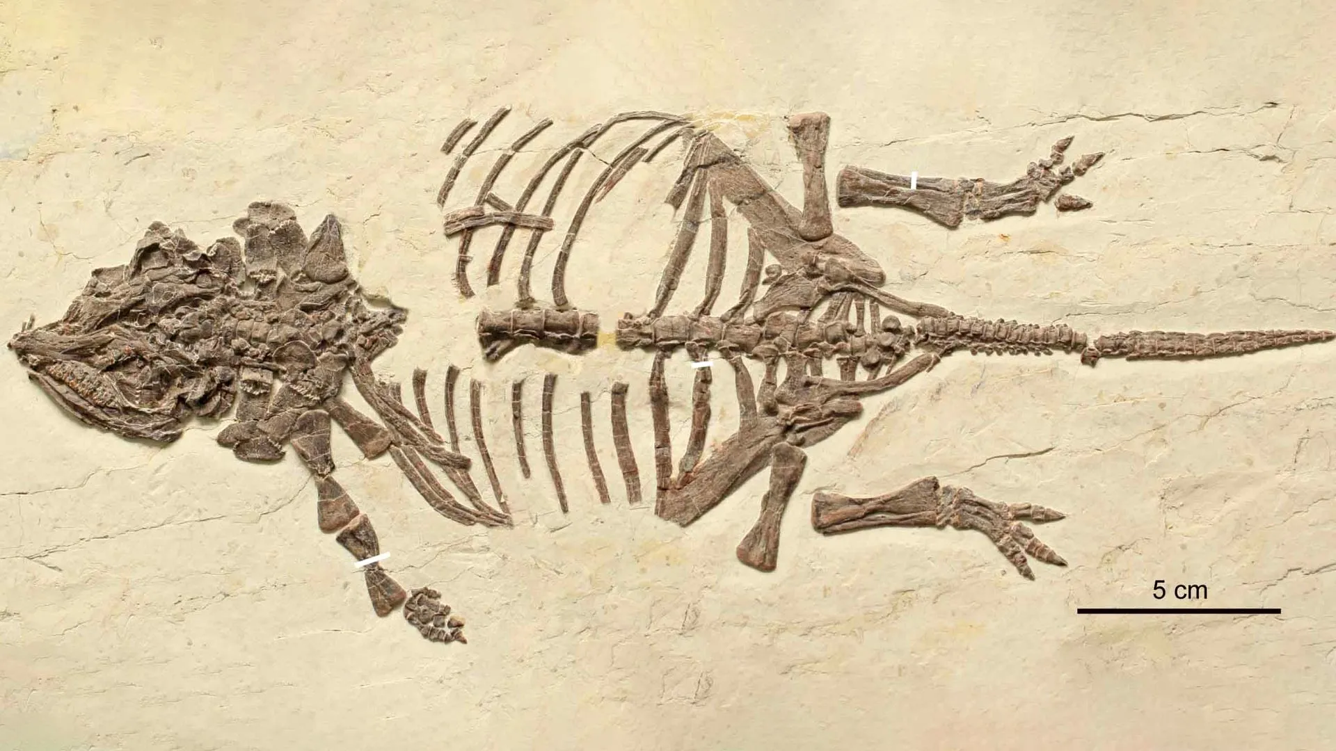 Tiny Dinosaur Fossils Fooled Scientists