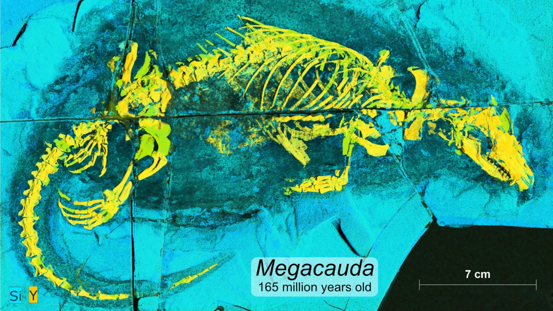 Tiny Jurassic Predator Reveals a Big Secret