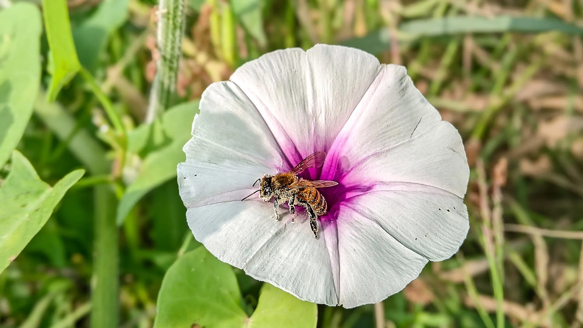 Plants May Be Evolving the Wrong Traits