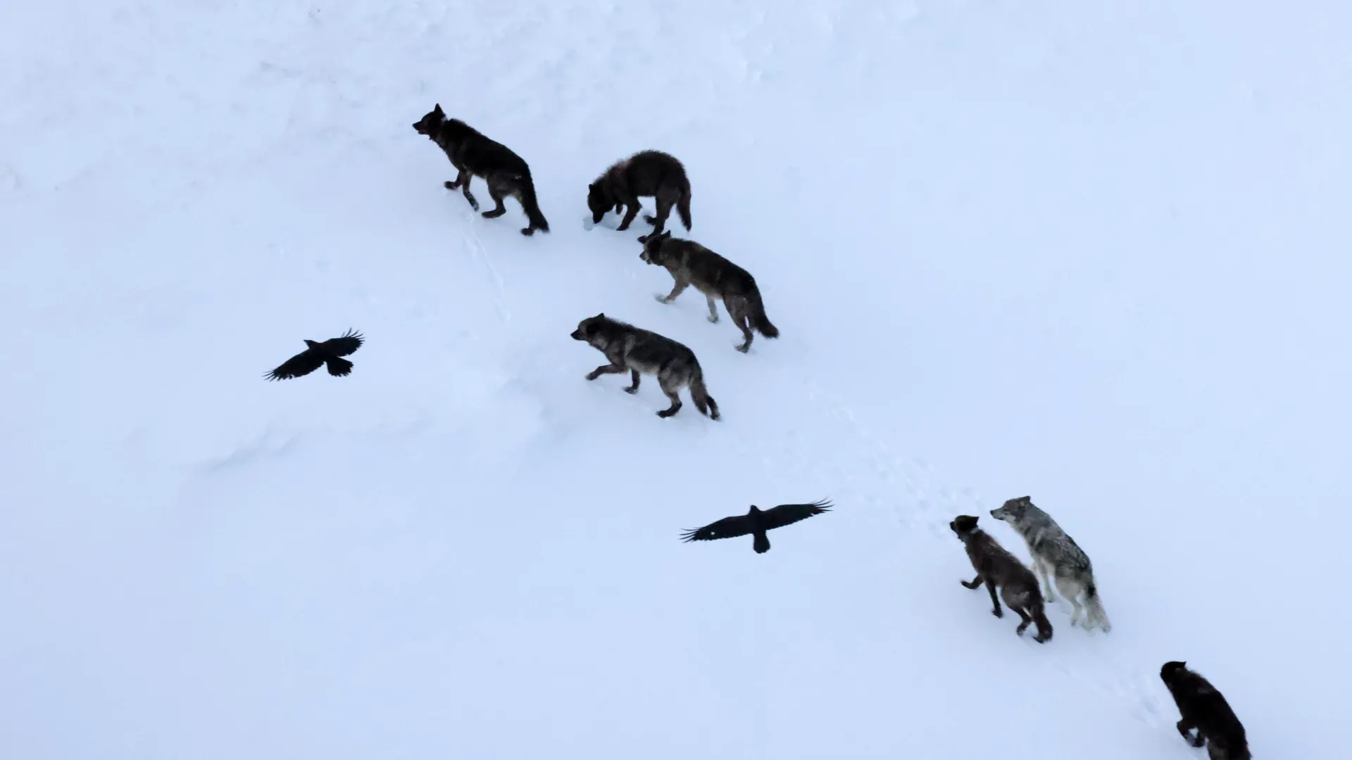 Ravens Predict Where Wolves Kill