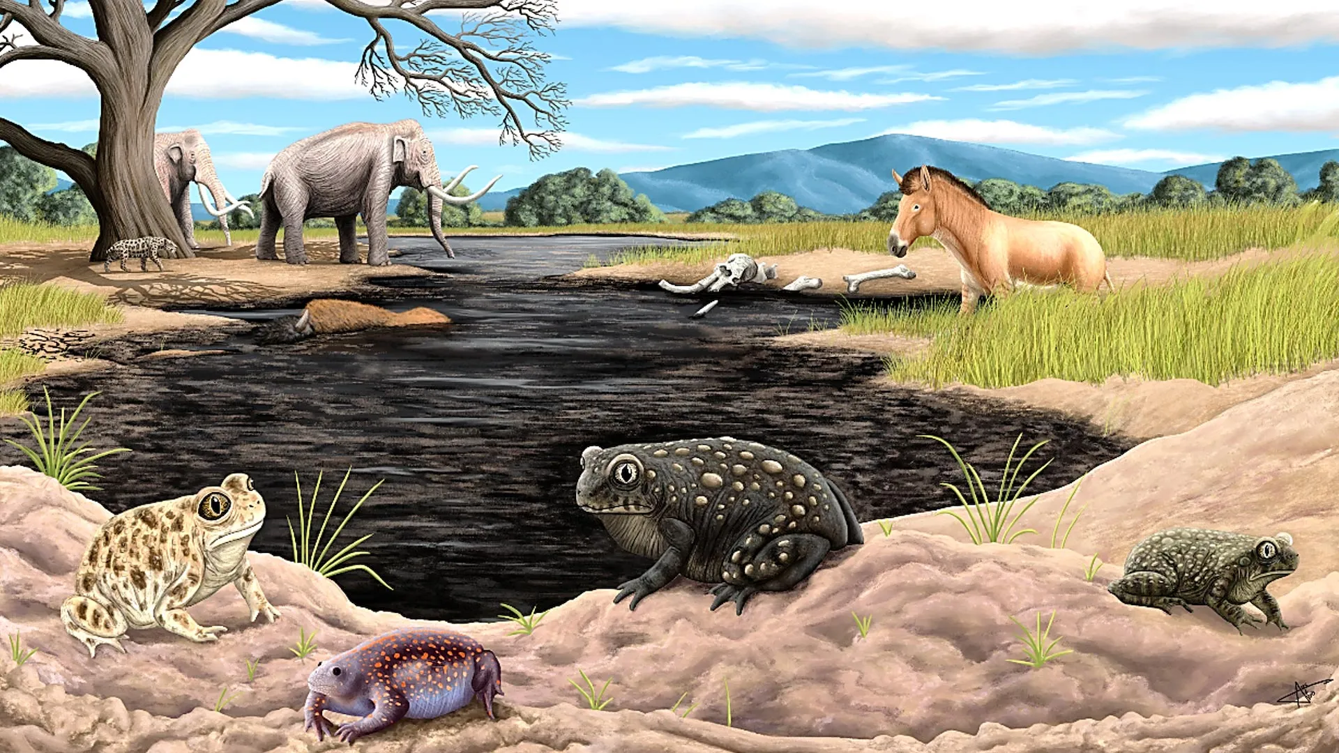 New Ice Age Toad Found at La Brea