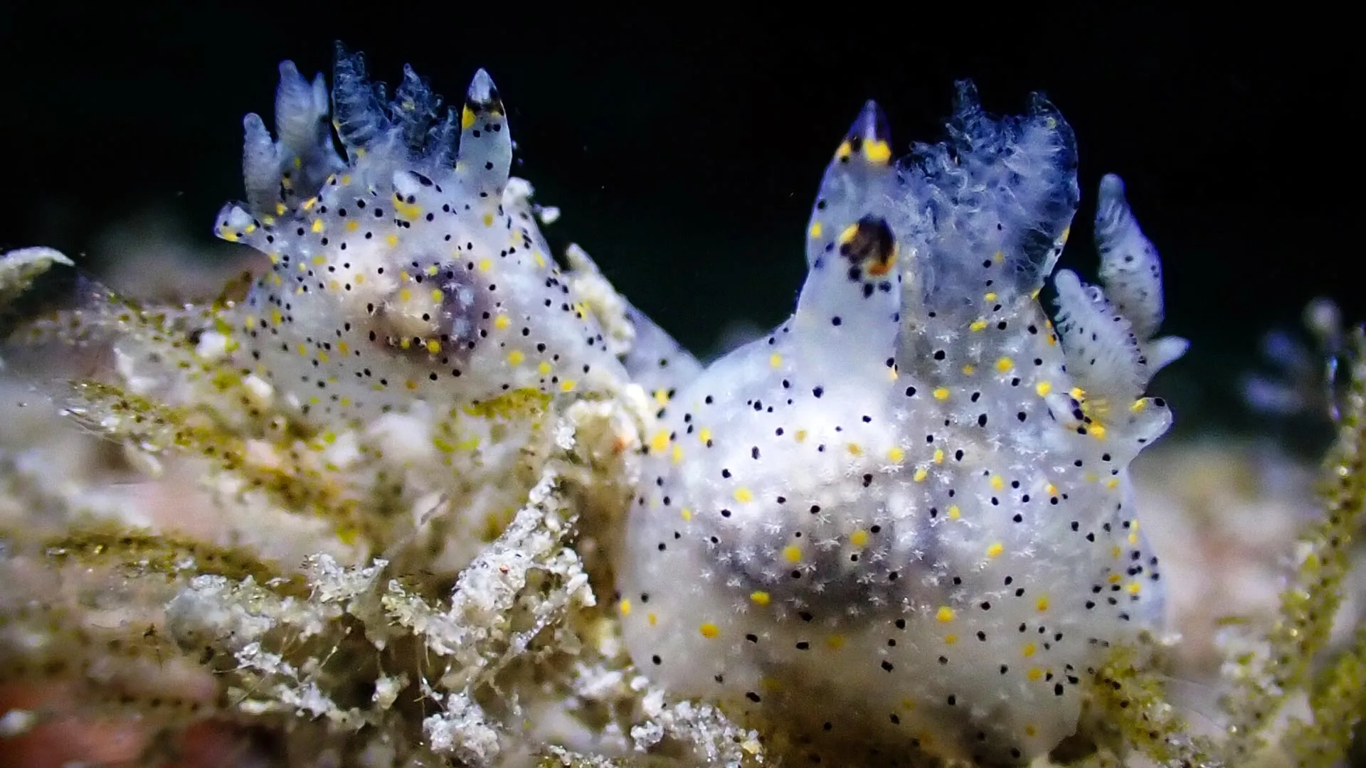 Scientists Discover Tiny New Sea Slug Species