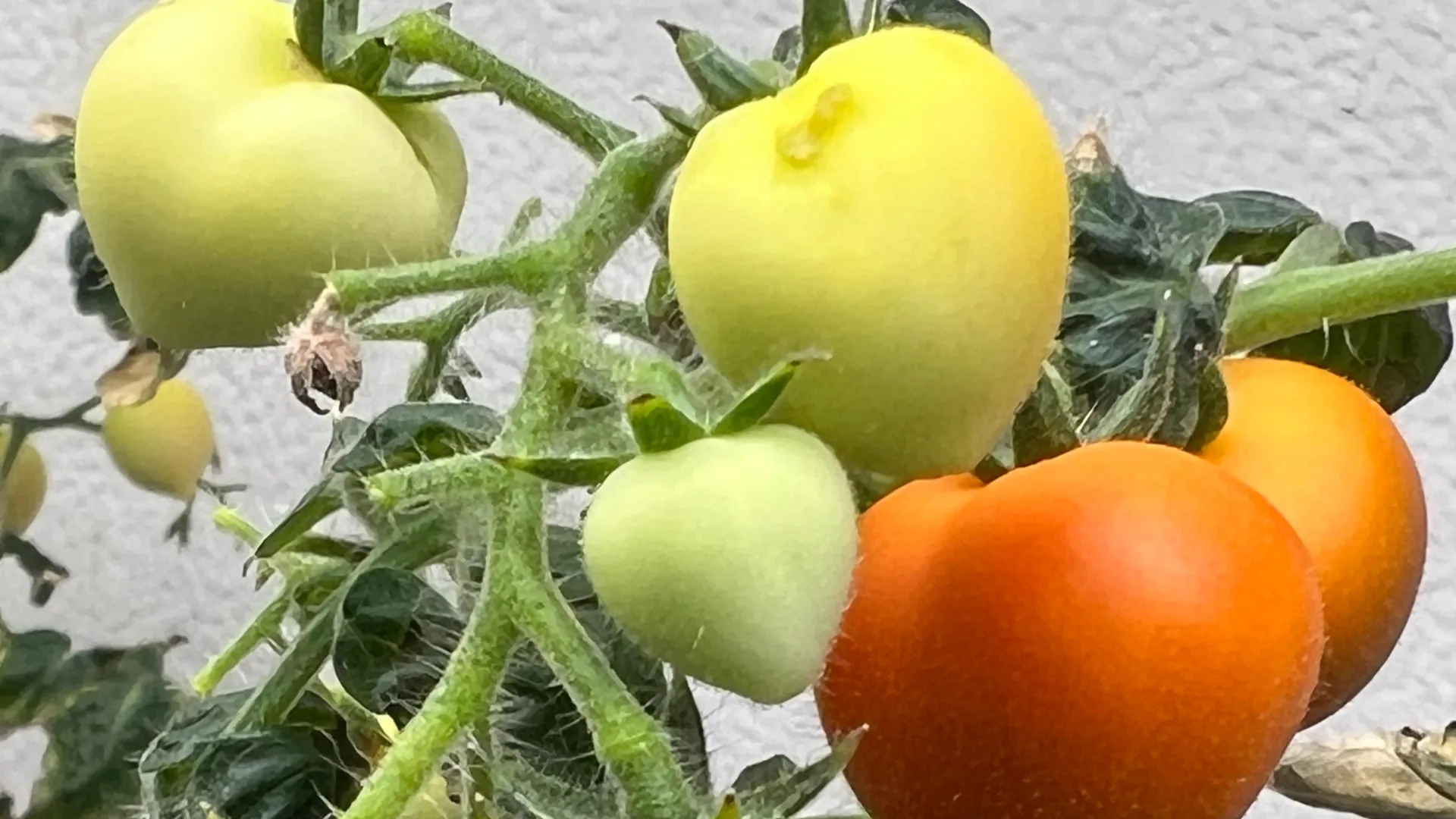 Plants Trap Pharmaceuticals in Leaves