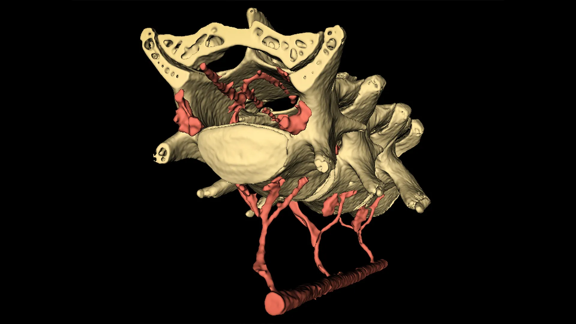 Brain “Cleaning” Triggered by Movement