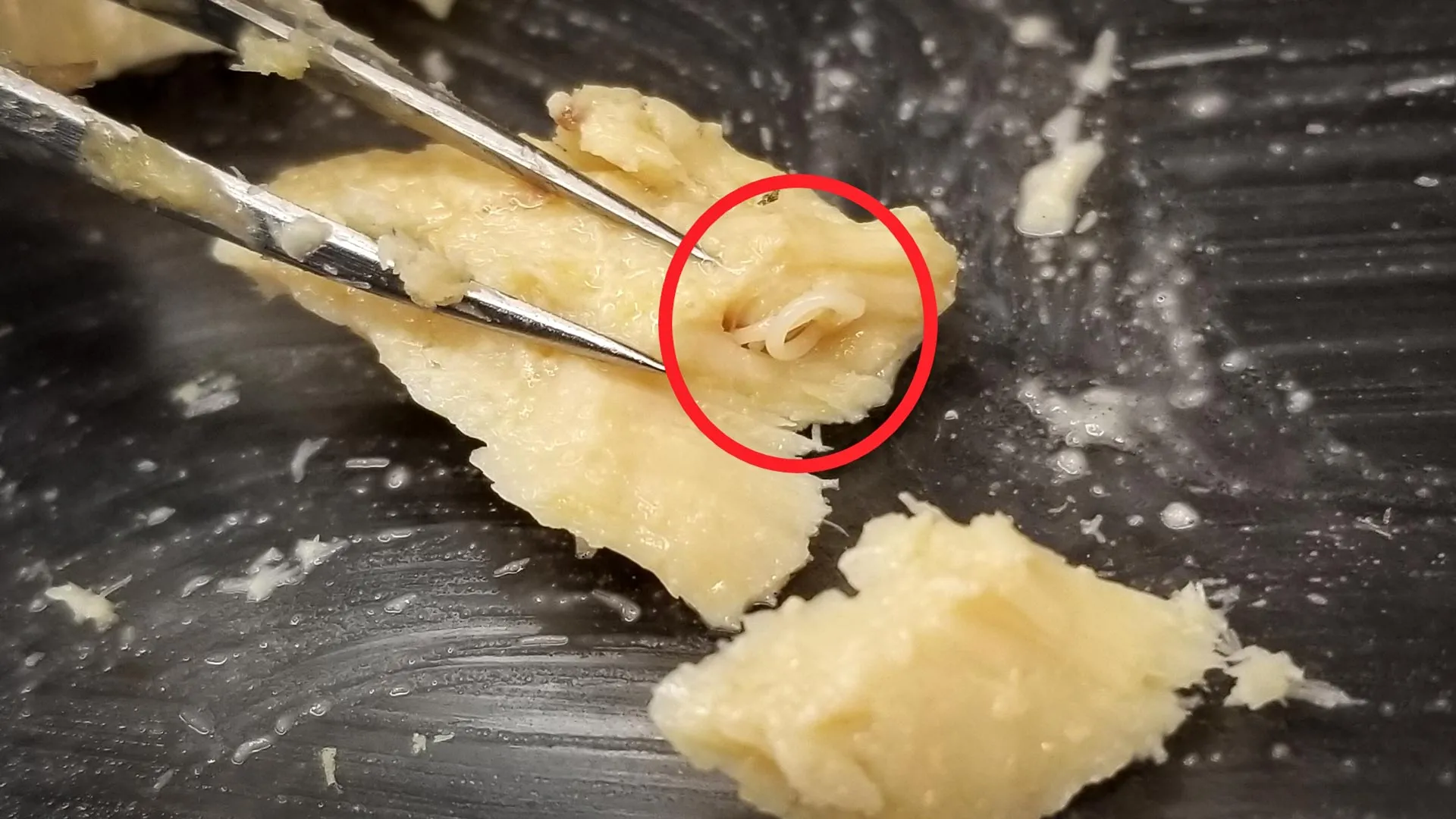 Worms in Salmon Signal Ocean Recovery