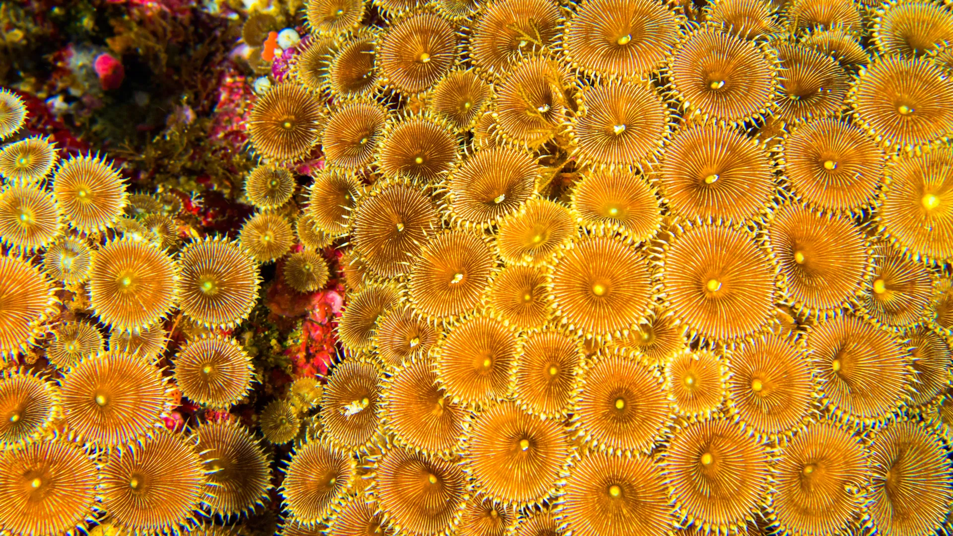 Coral Reefs Hide Unknown Life