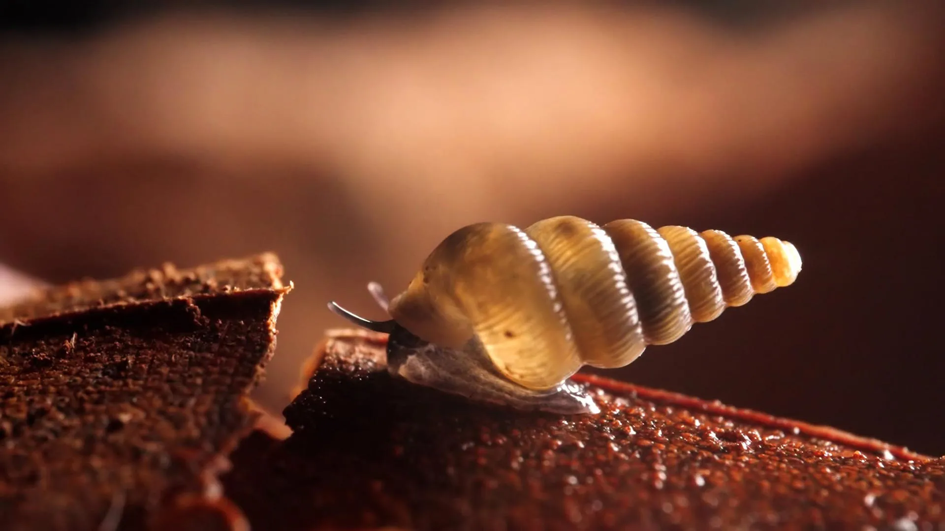 Two New Snails With Built-In Doors
