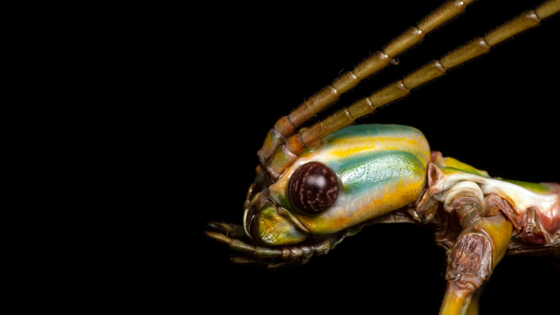 Stick Insect Mystery Finally Unraveled