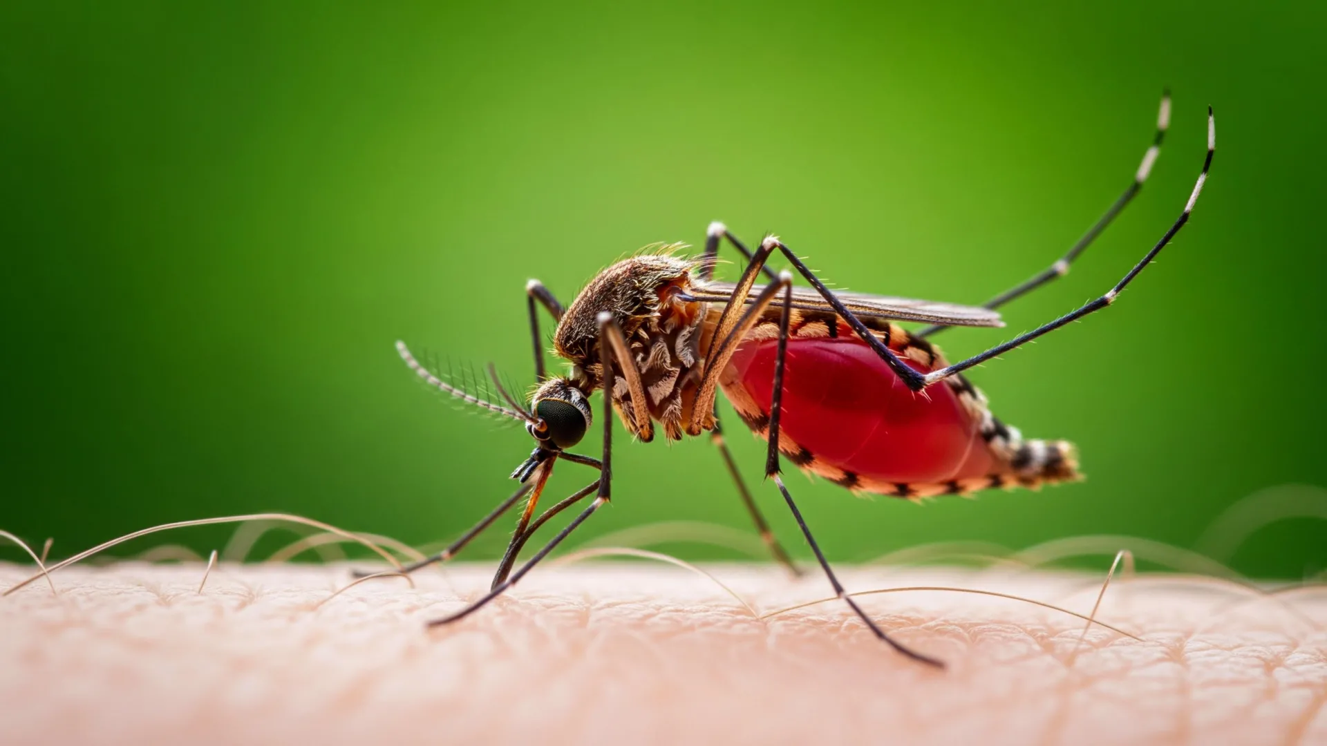 Forest Loss Is Driving Mosquitoes to Humans