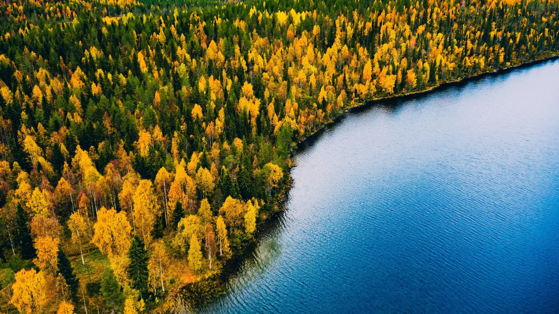 Ice Age Forest Found Under North Sea
