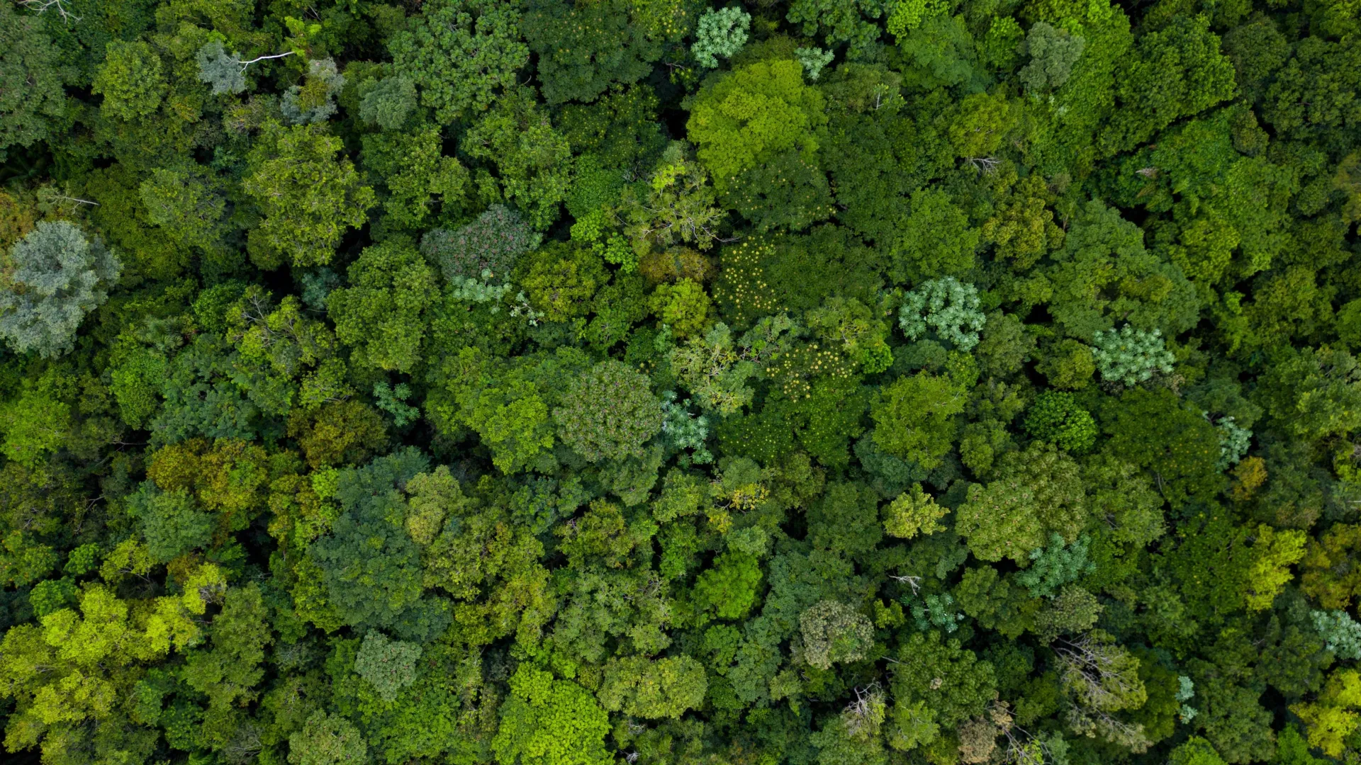 Forest Data Reveals a Changing Amazon