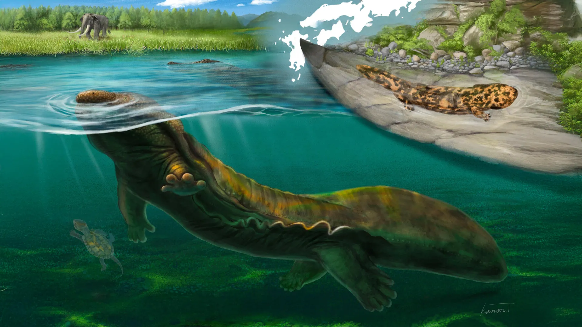 Mystery Bones Reveal a Giant Salamander