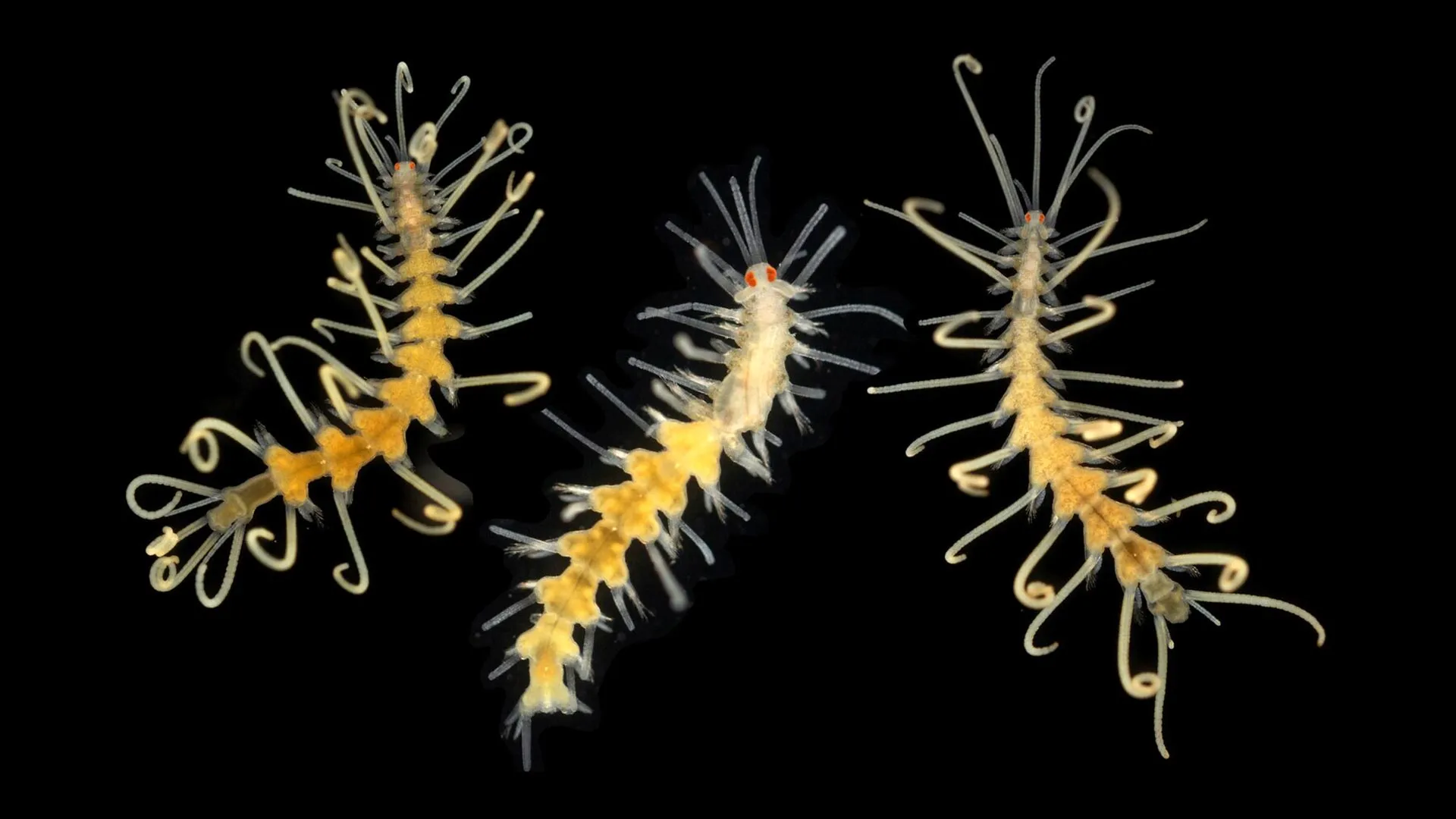 Ocean Species Are Disappearing