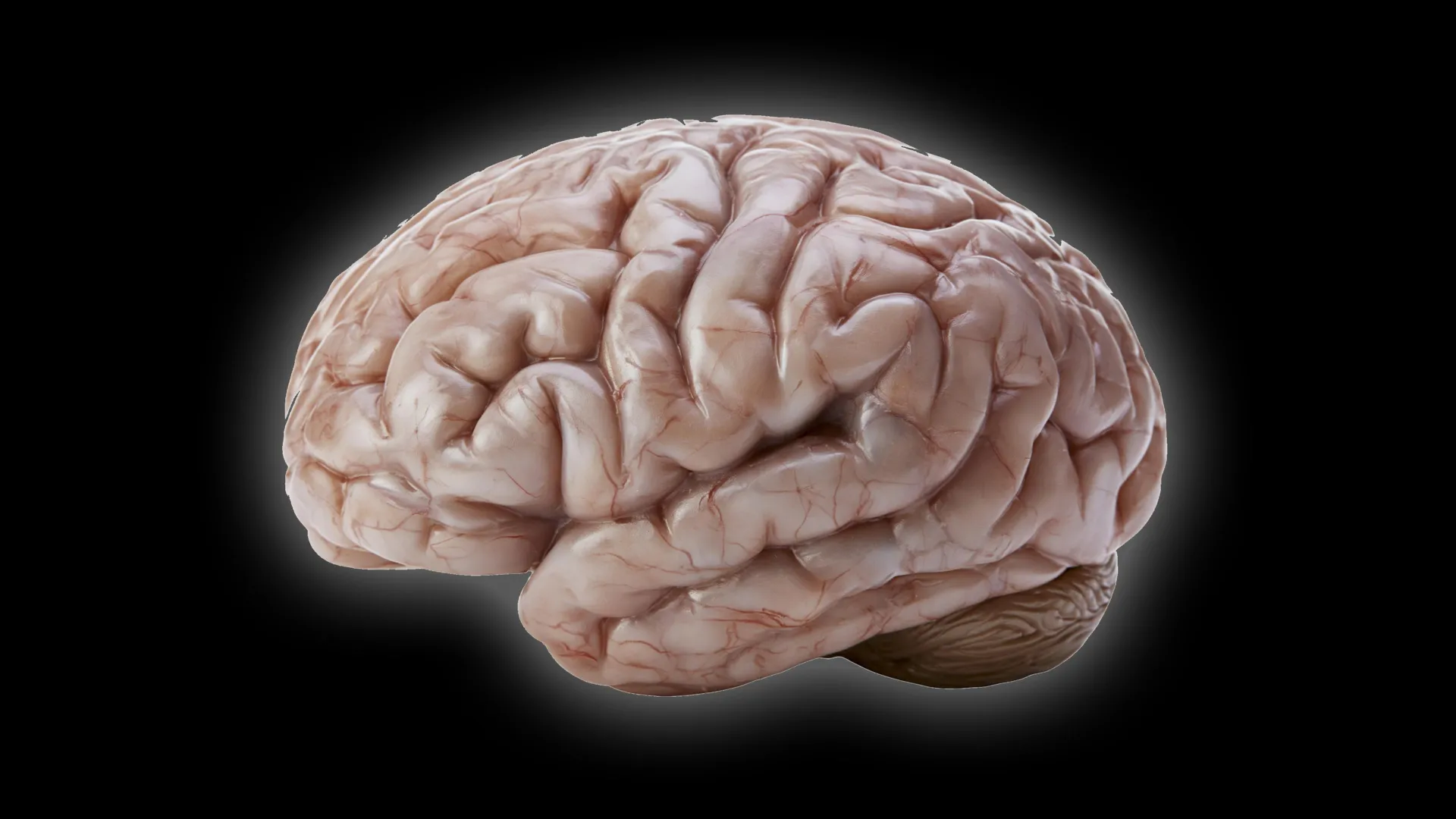 Why Some Brains Are Smooth, Not Wrinkled