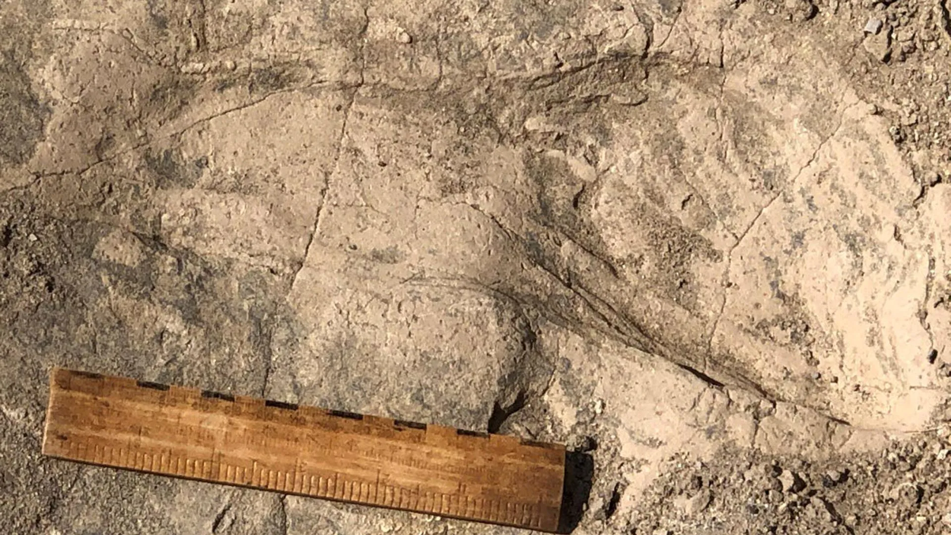 Ancient Human Cousin Was Bigger Than Thought
