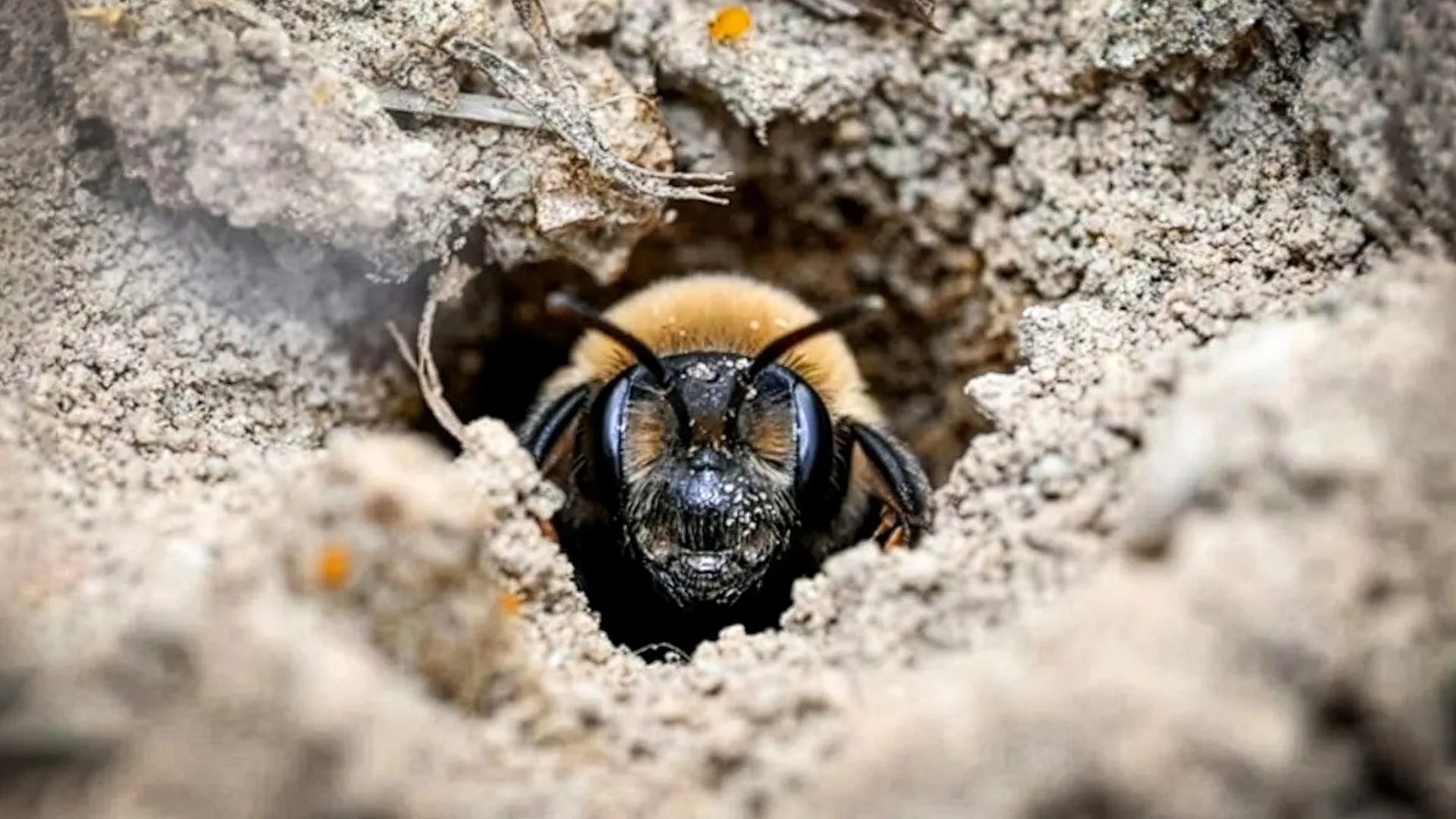 Giant Bee Colony Found in Cemetery