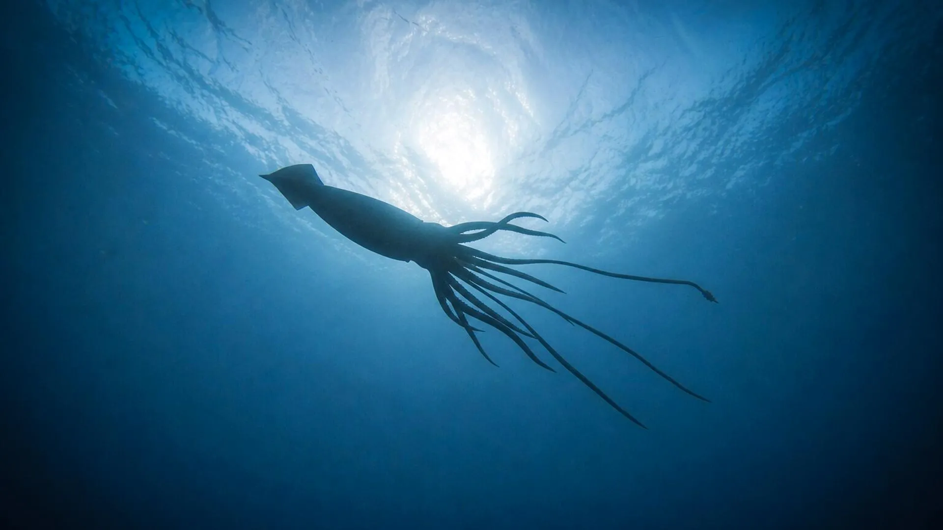 Hidden Deep-Sea World Revealed