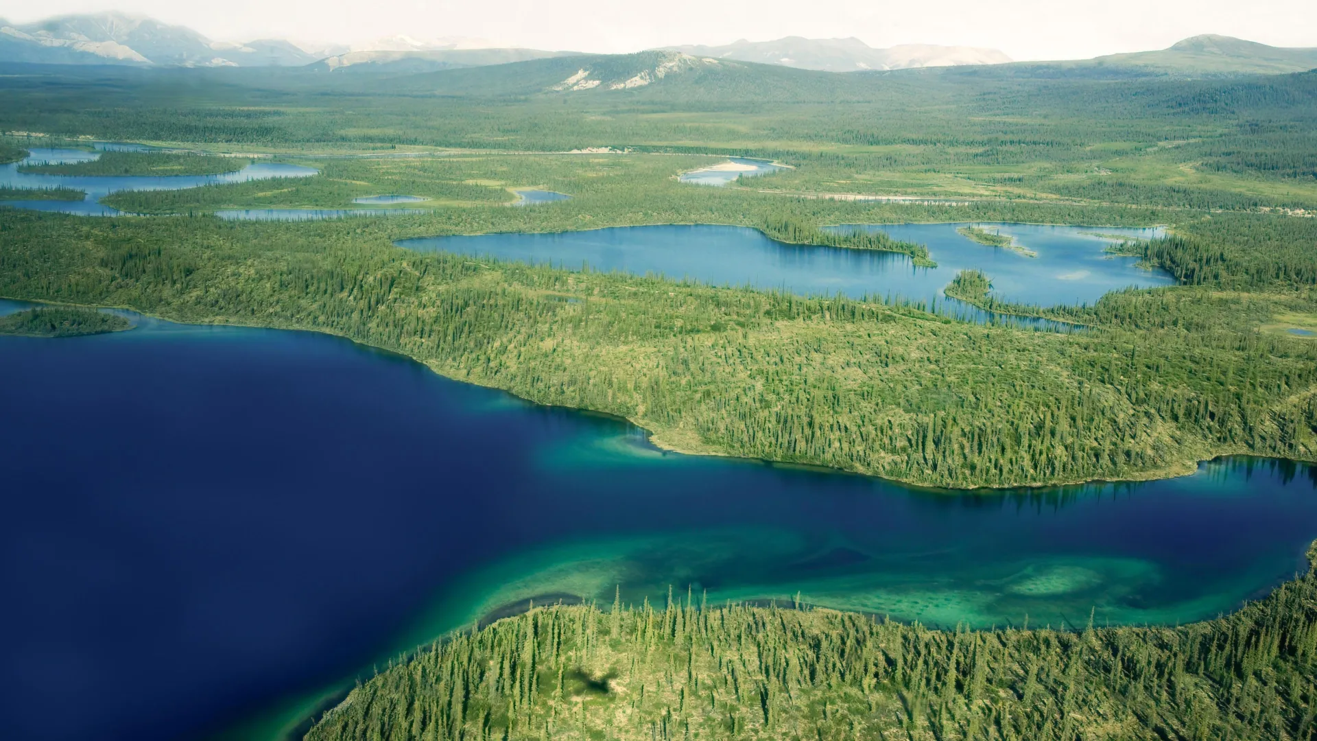 Arctic Peatlands Can Flip to Carbon Sink