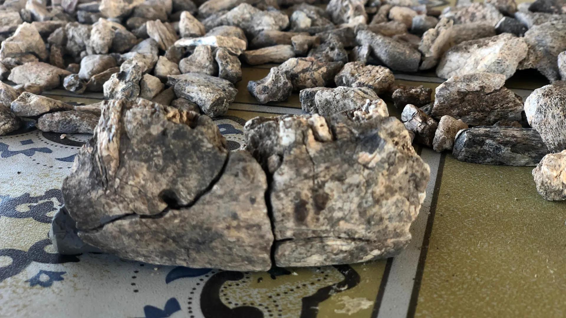 Ancient Jawbone Changes the Human Story