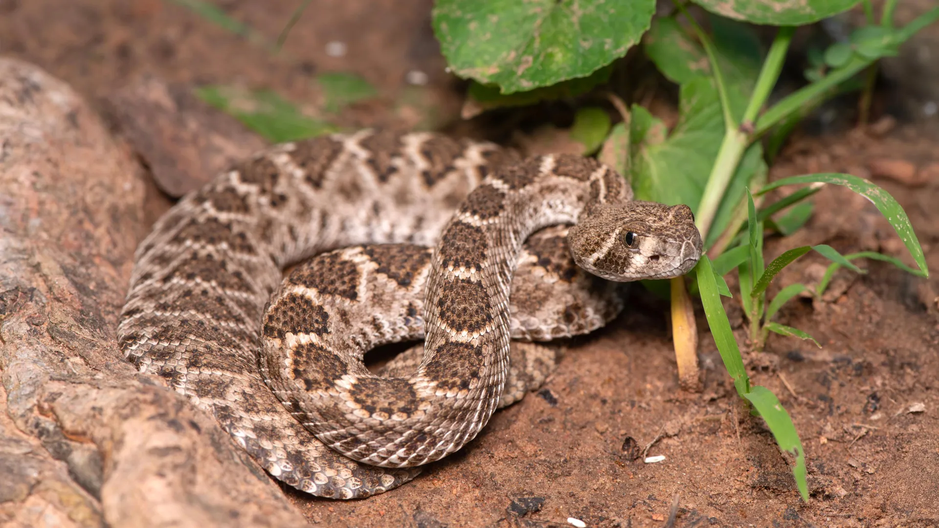 Dangerous Baby Rattlesnake Myth Debunked