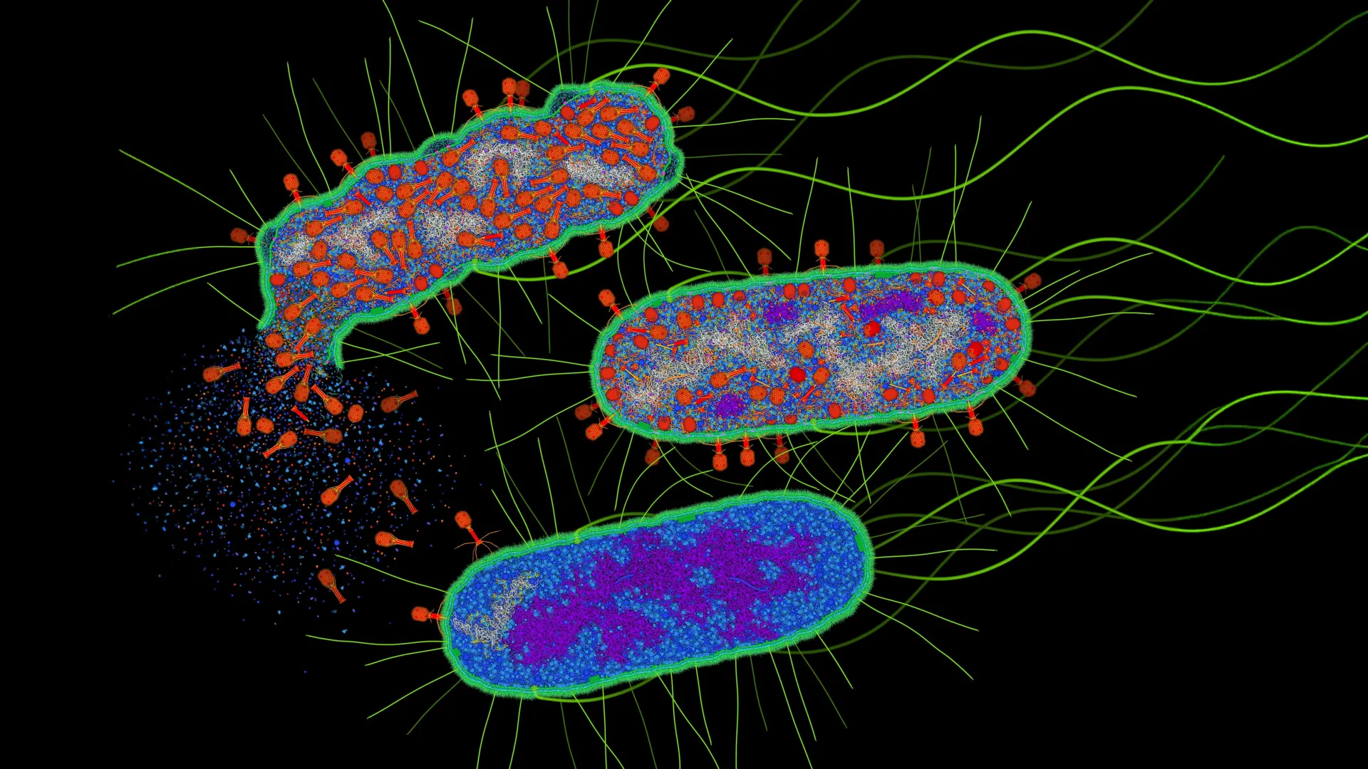 Bacteria Turn a Virus Against Itself