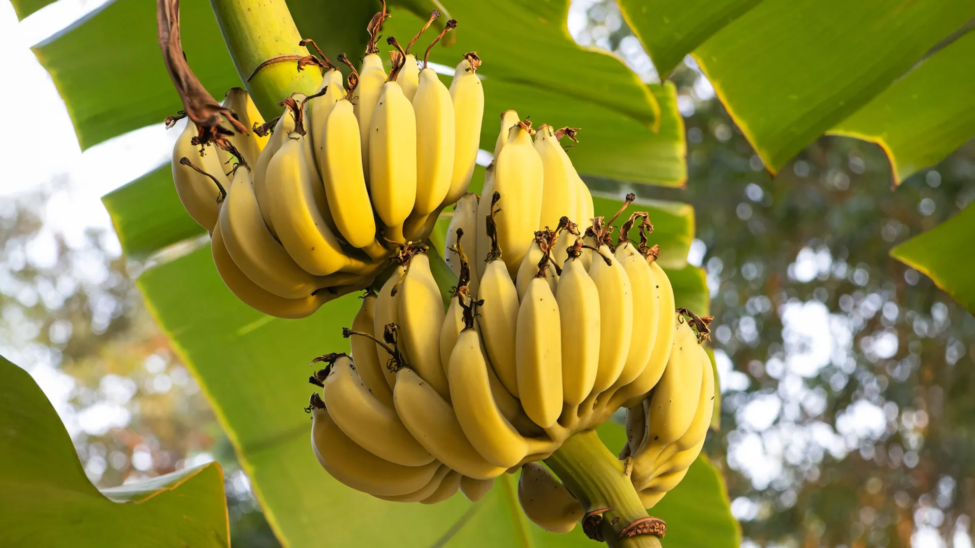 A Gene That Could Save Bananas