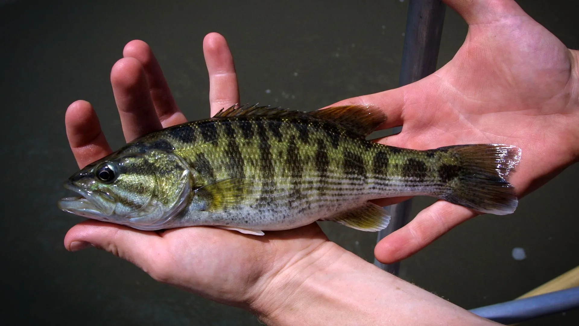 DNA Reveals Two New Bass Species