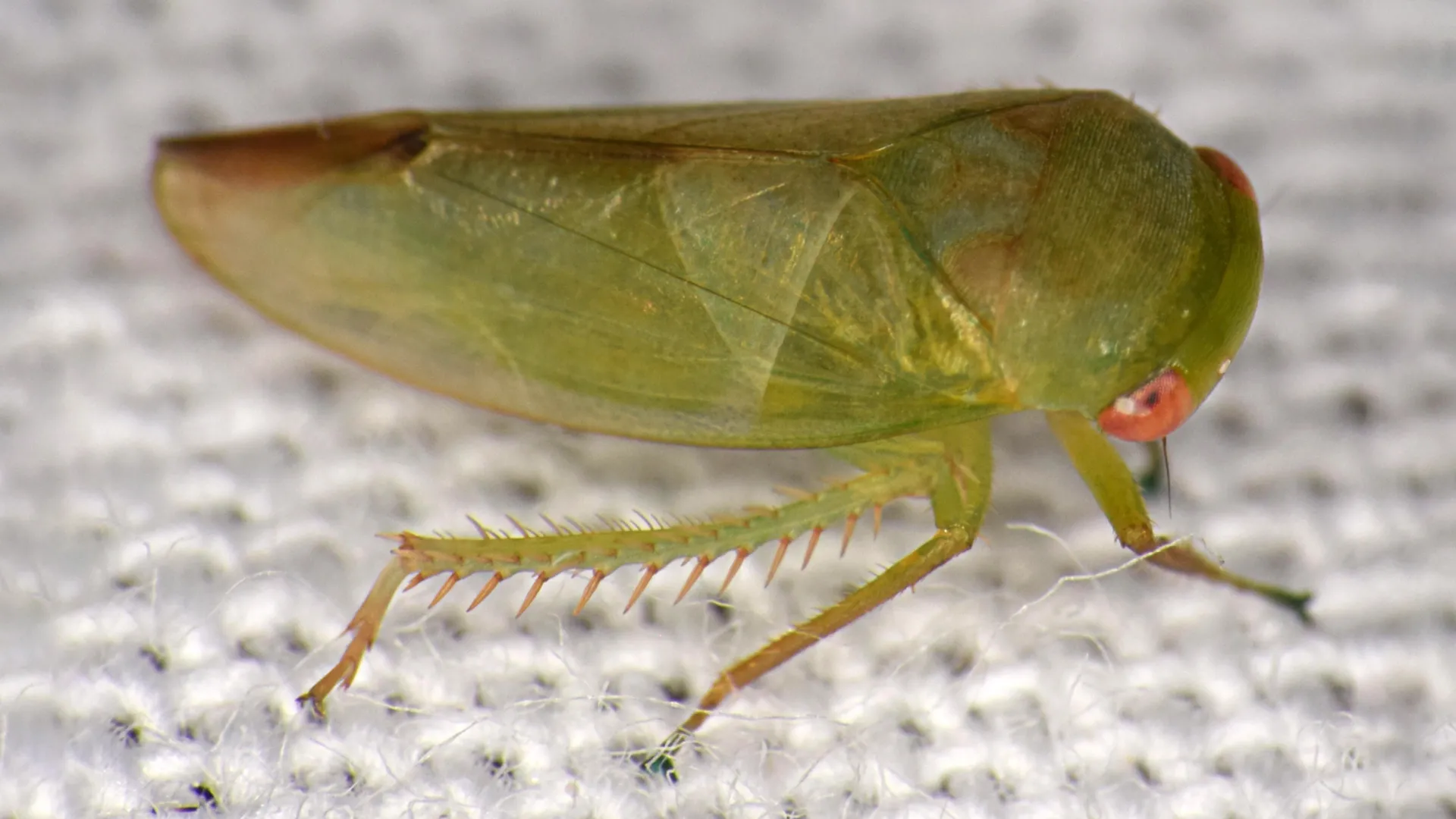 Seven Frog-Like Insects Discovered in Uganda