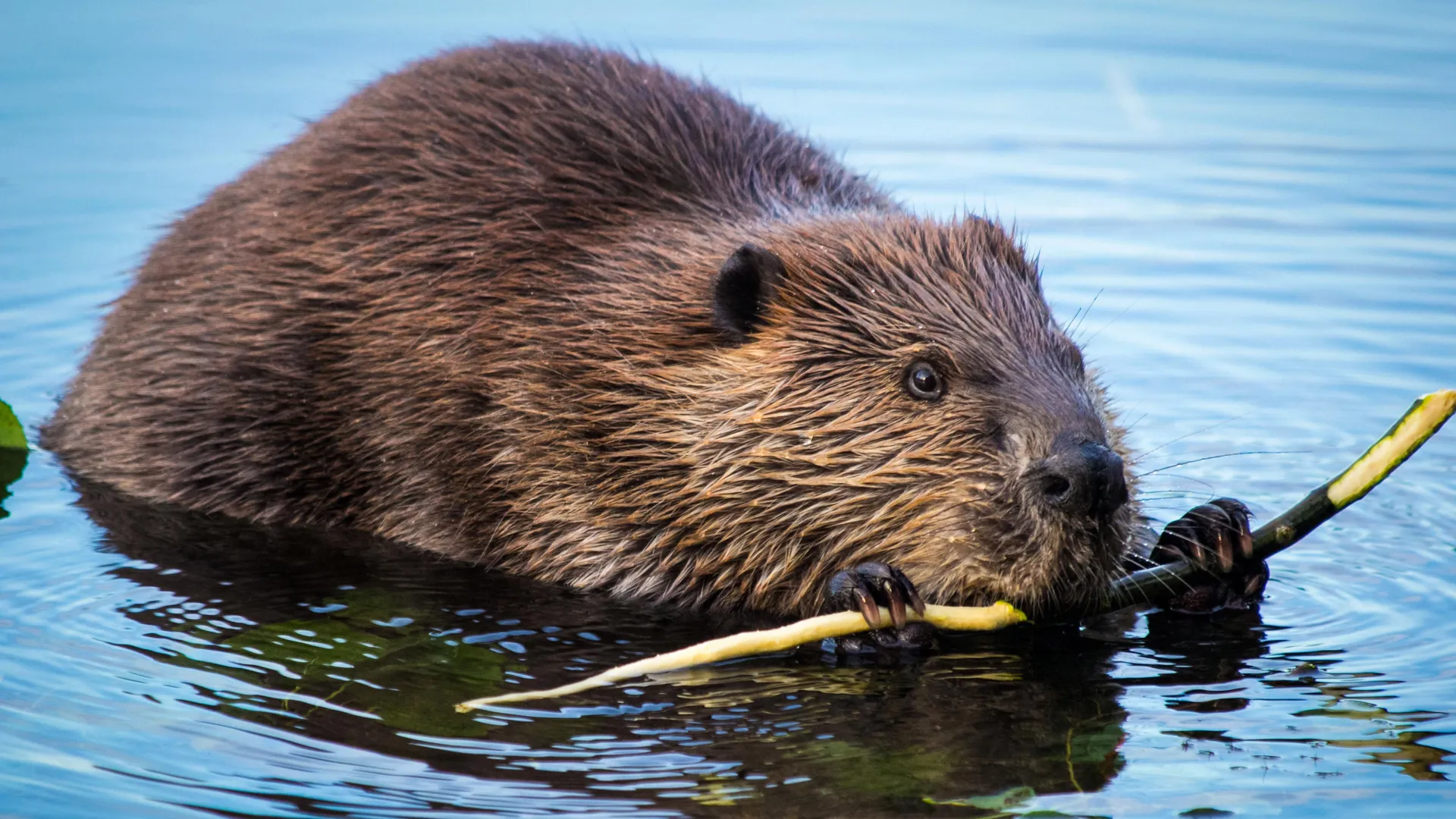 Beavers Turn Rivers Into Carbon Sinks