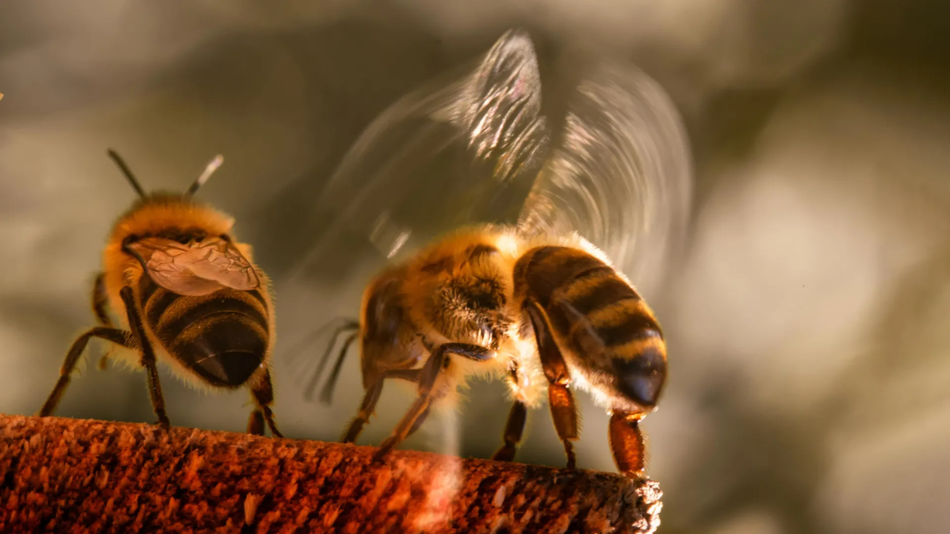 Beehives Are Overheating in Extreme Heat