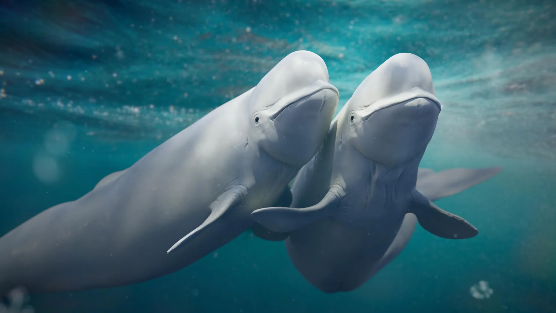 DNA Reveals Belugas’ Secret Love Lives