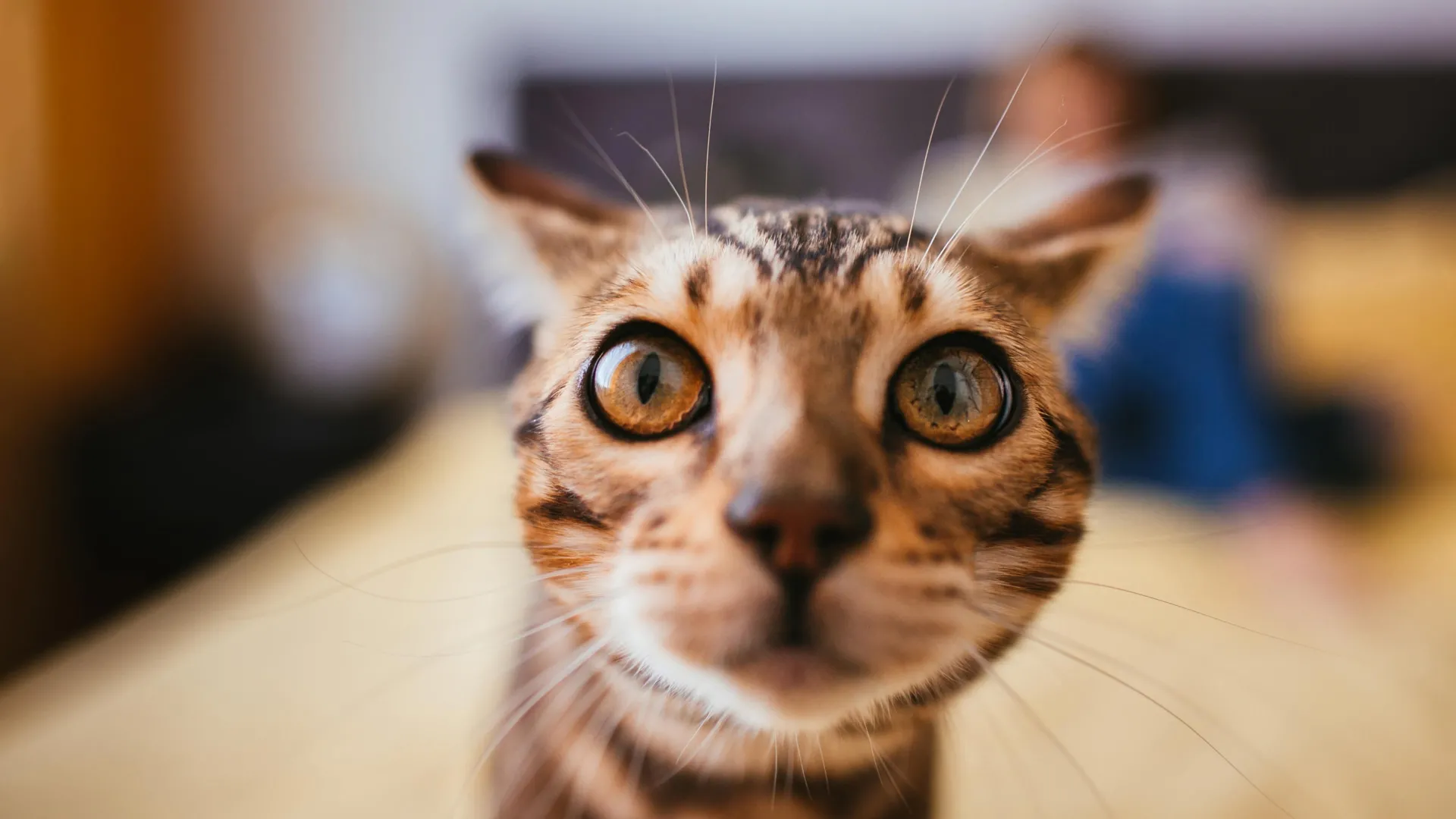 House Cats Could Help Fight Human Cancer