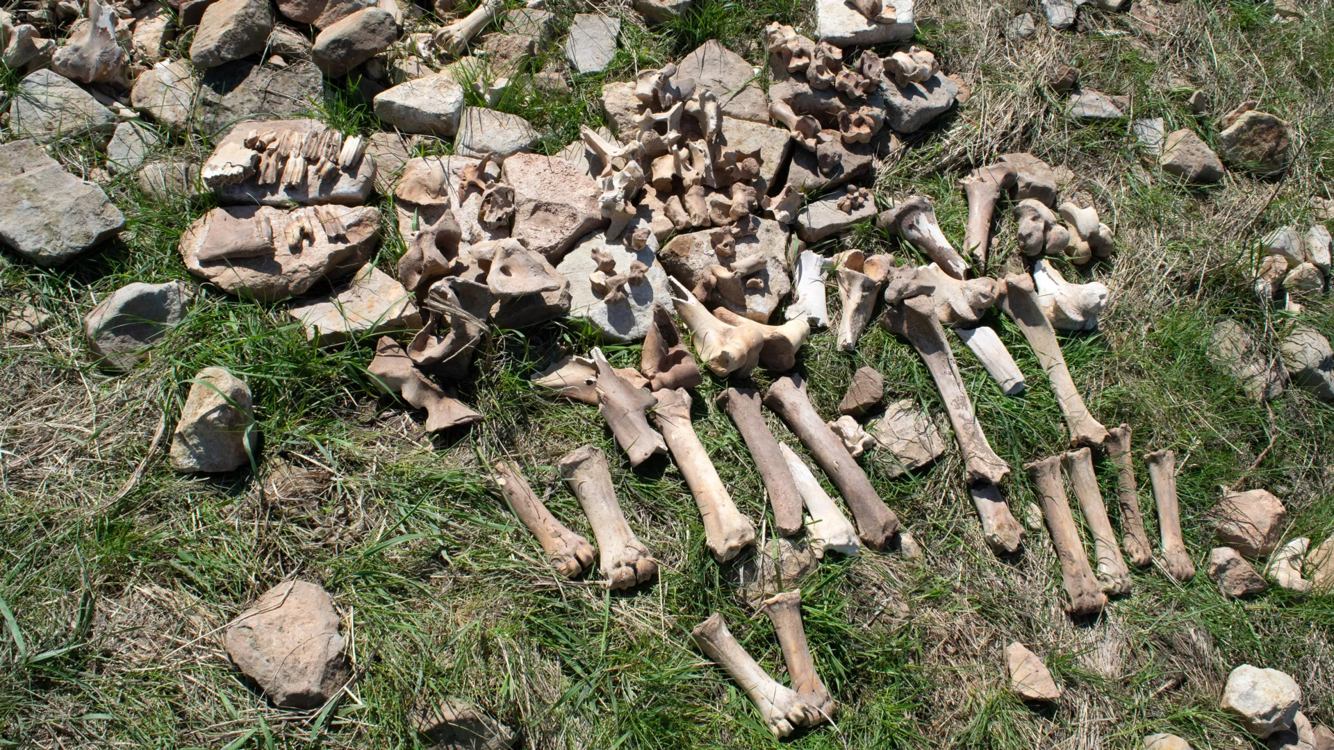 Why Hunters Abandoned a Bison Hotspot