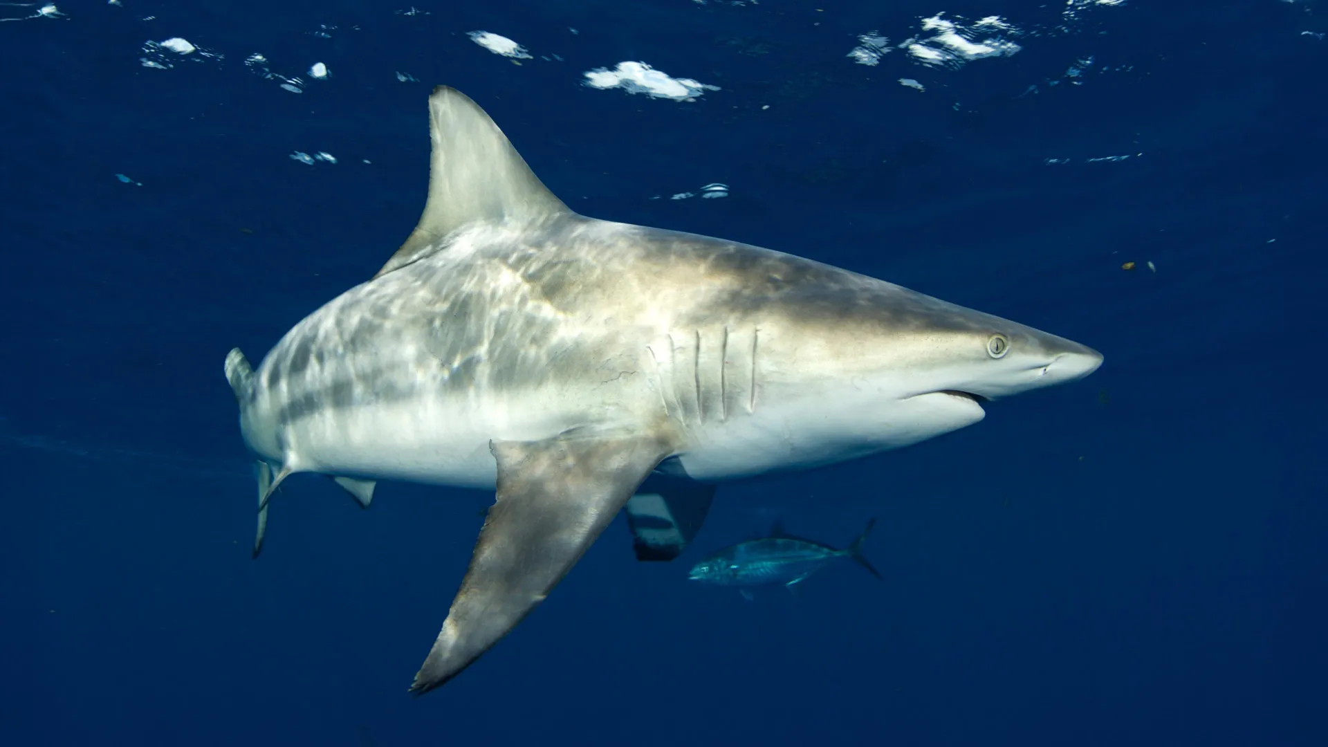 Sharks Can Hear Nearly 250 Feet Away