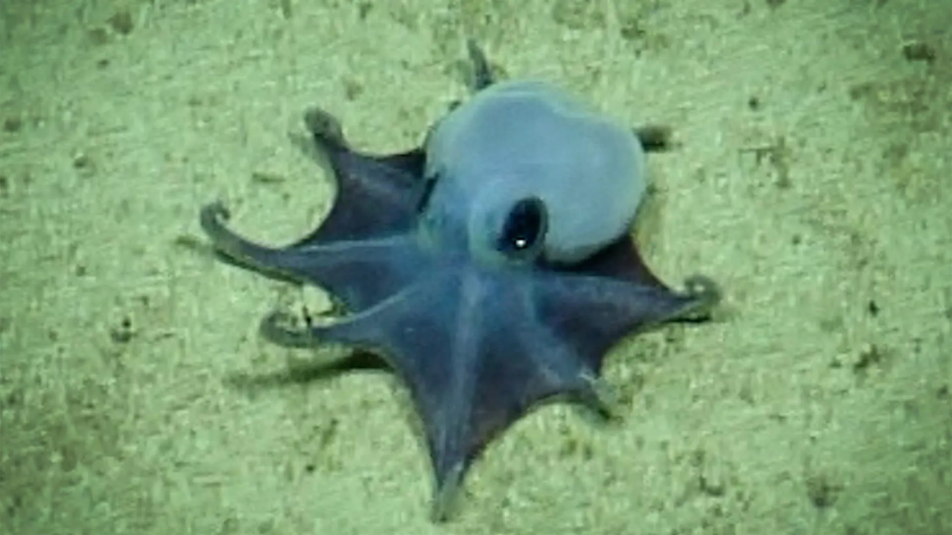 Tiny Blue Octopus Discovered