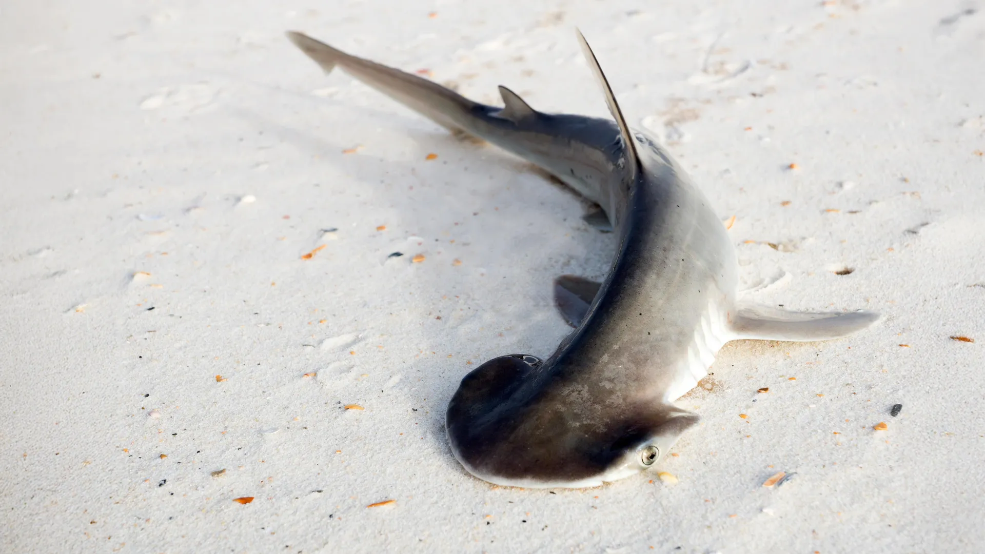Bonnethead Shark Mystery Deepens